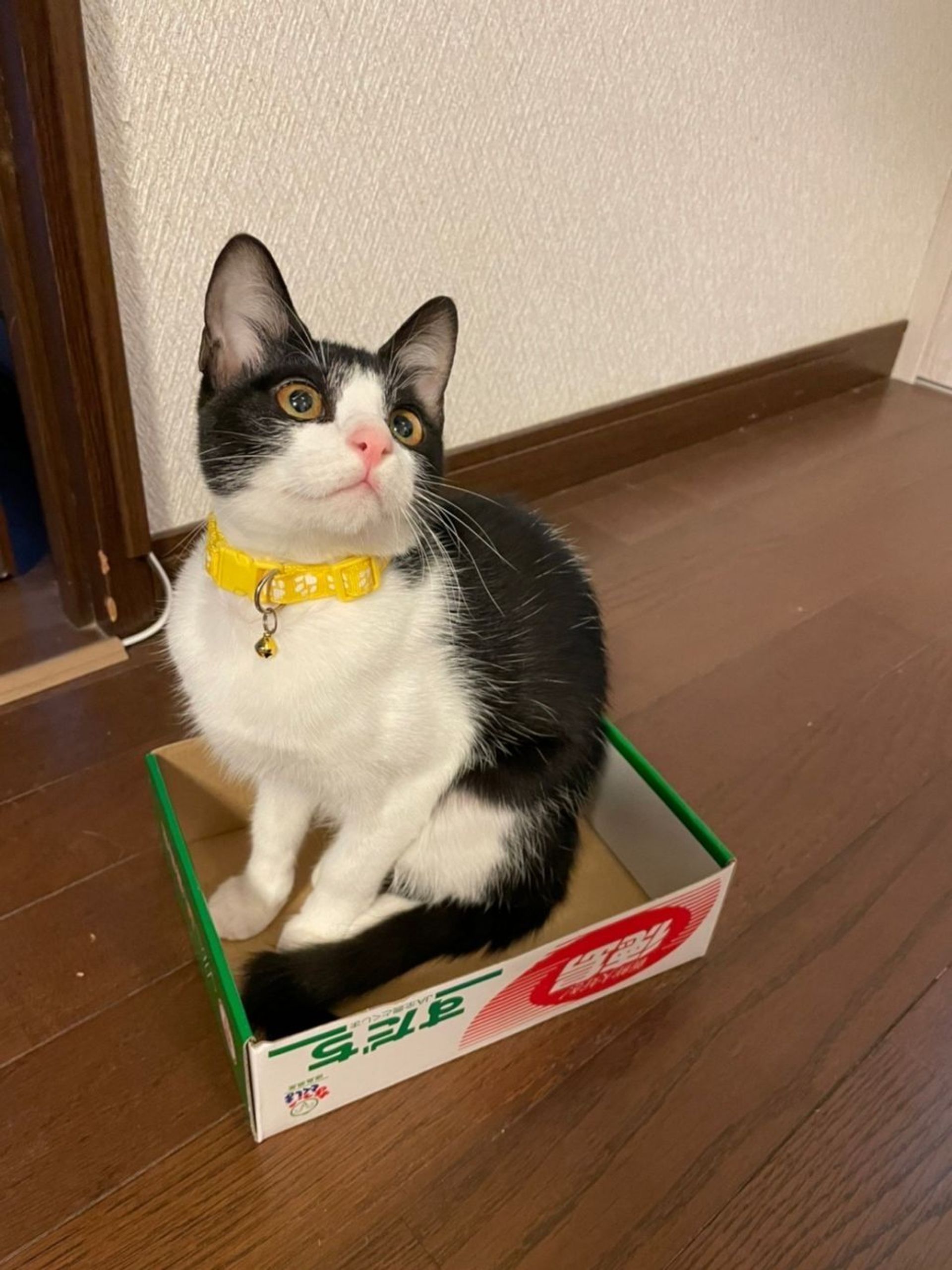 雑種（ミックス猫）・メスの里親募集の写真