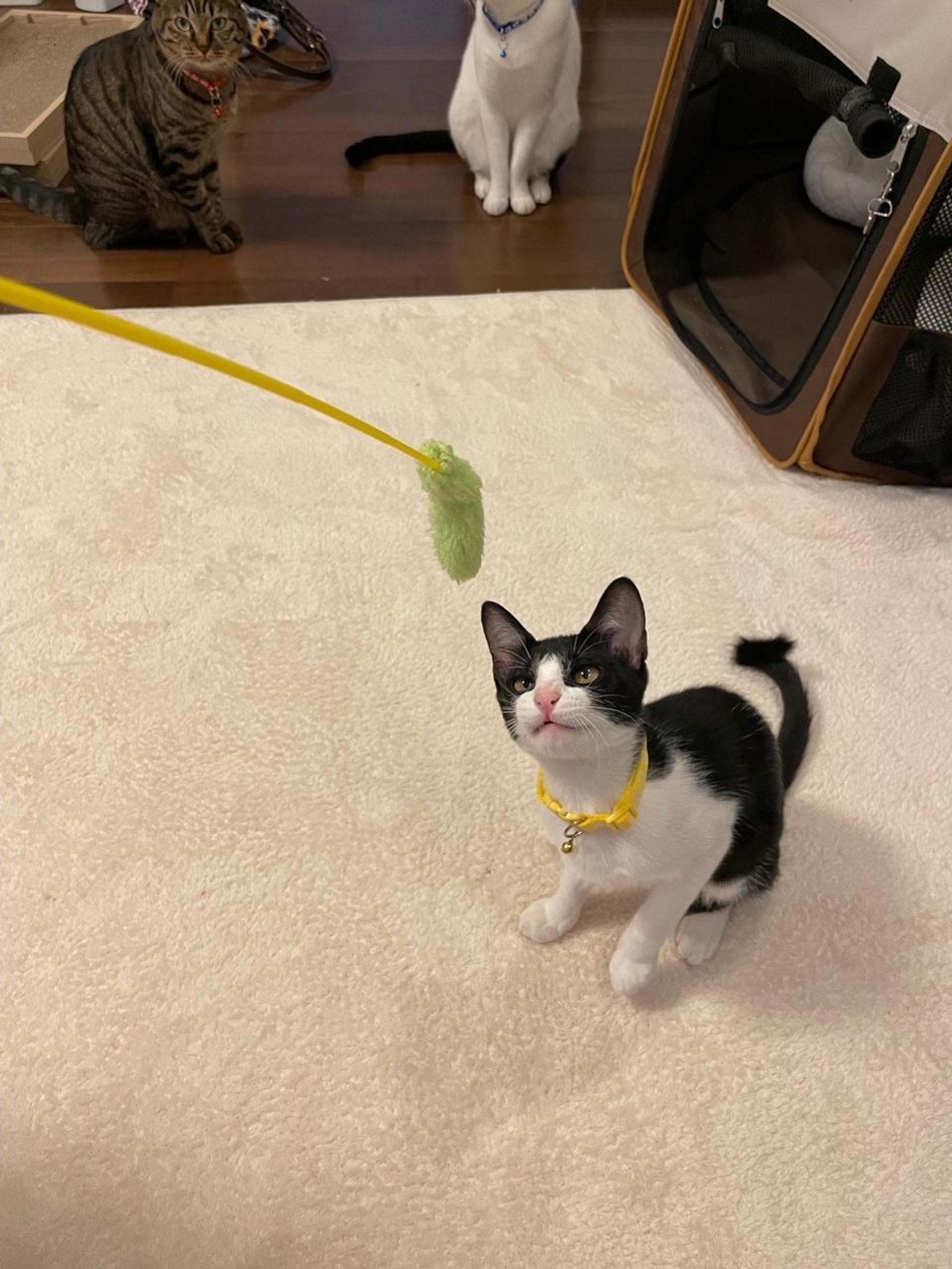 pet-image-2
