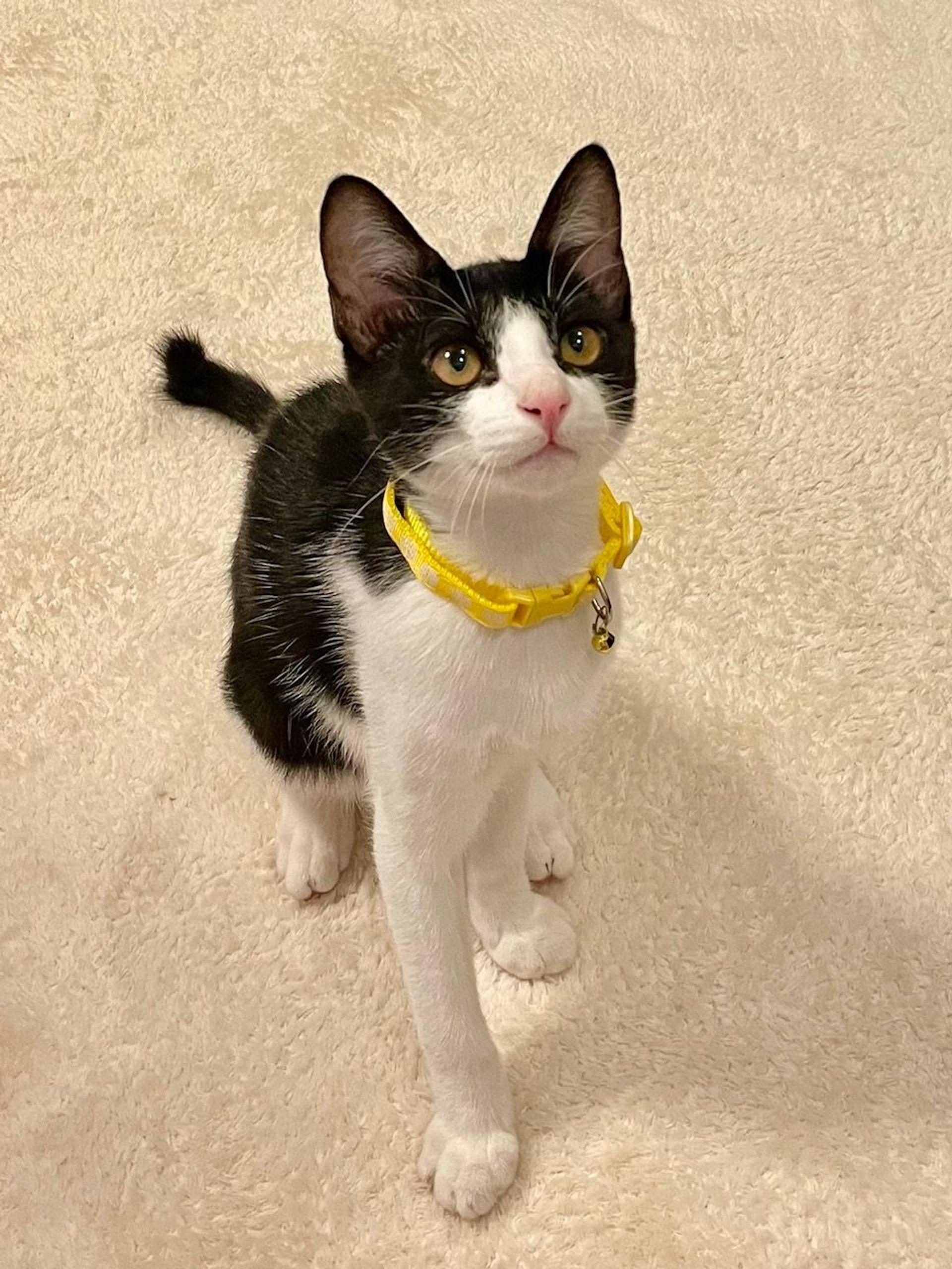 pet-image-3