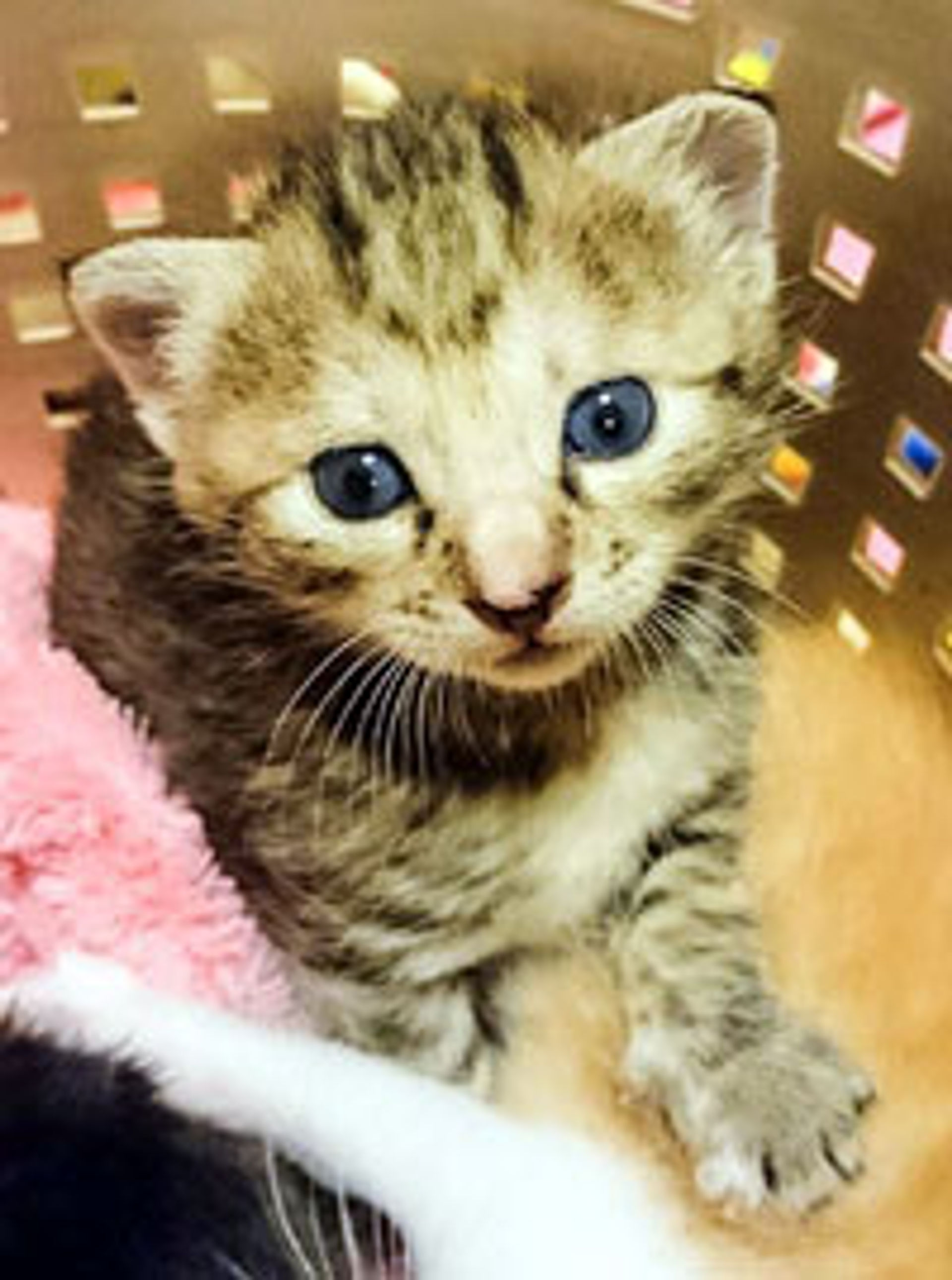 雑種（ミックス猫）・メスの里親募集の写真