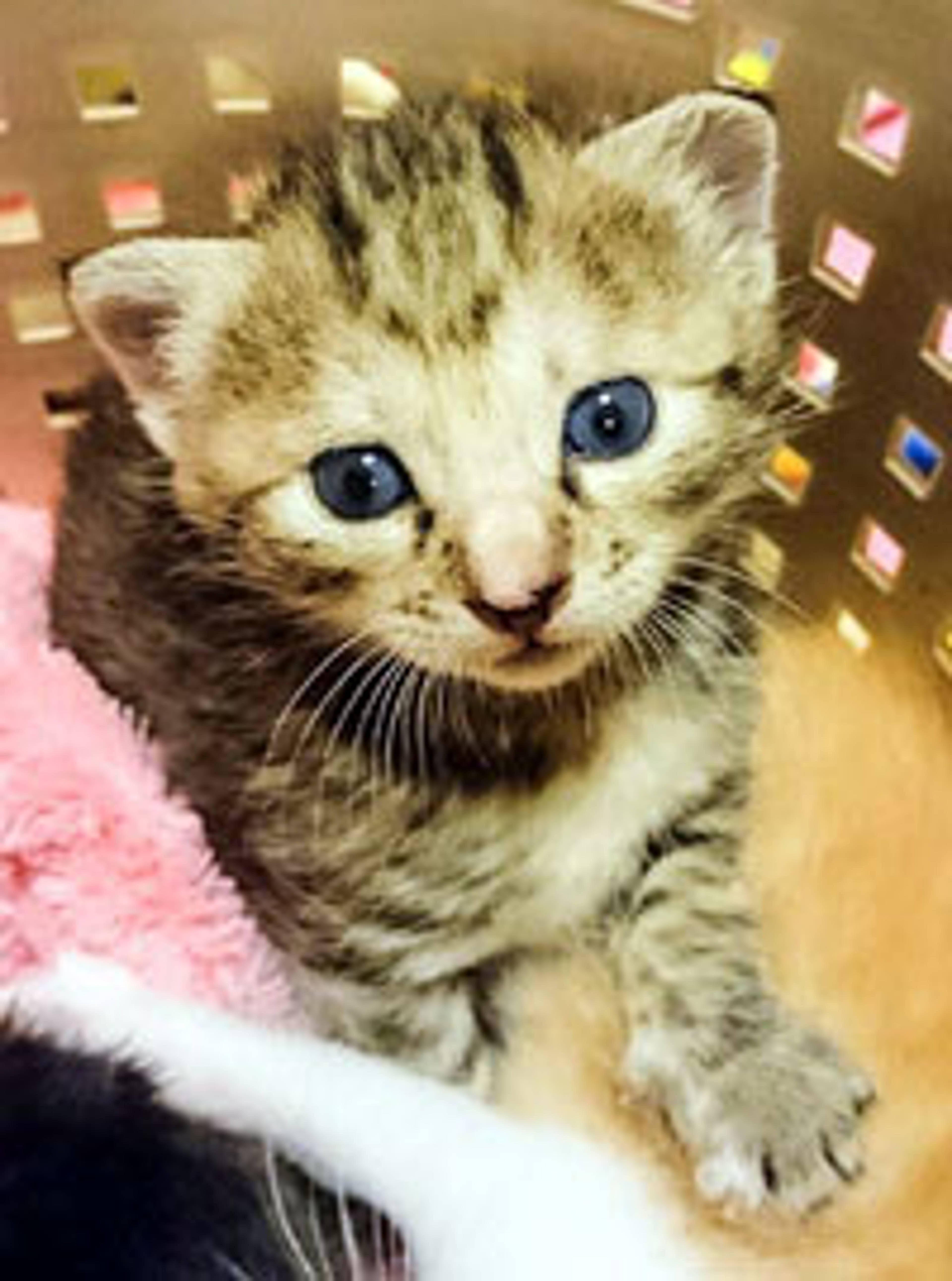 雑種（ミックス猫）・メスの里親募集の写真