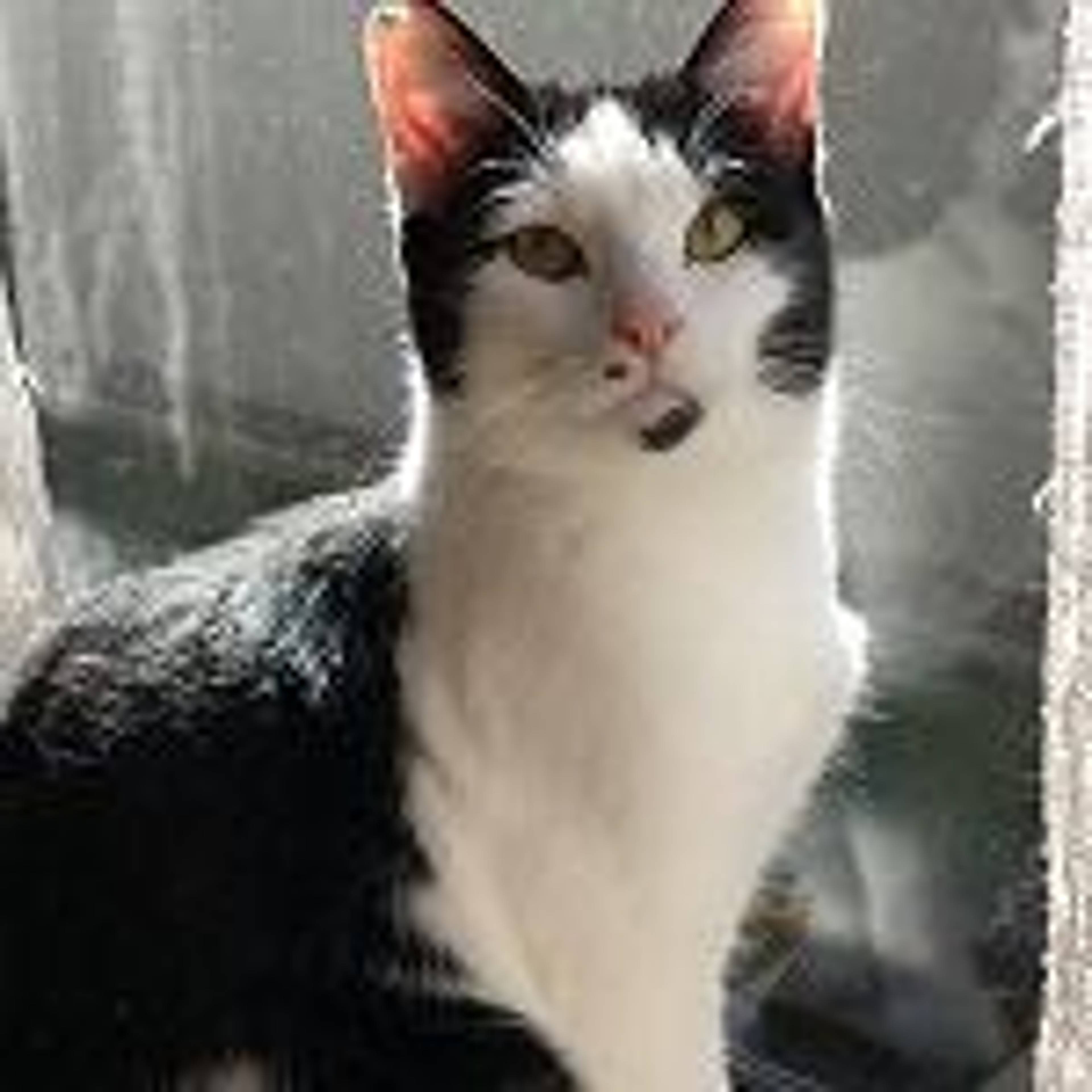 雑種（ミックス猫）・オスの里親募集の写真