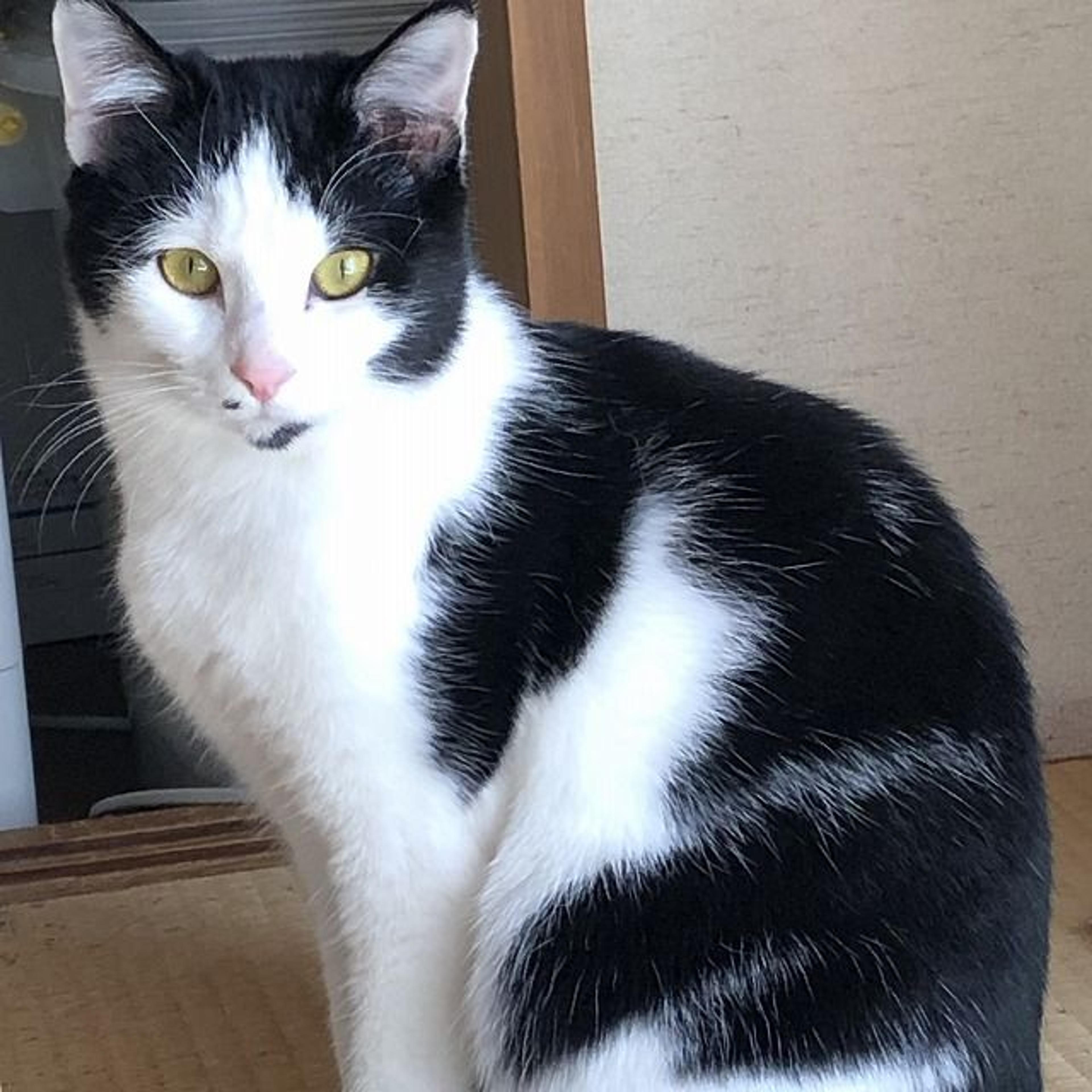 pet-image-3