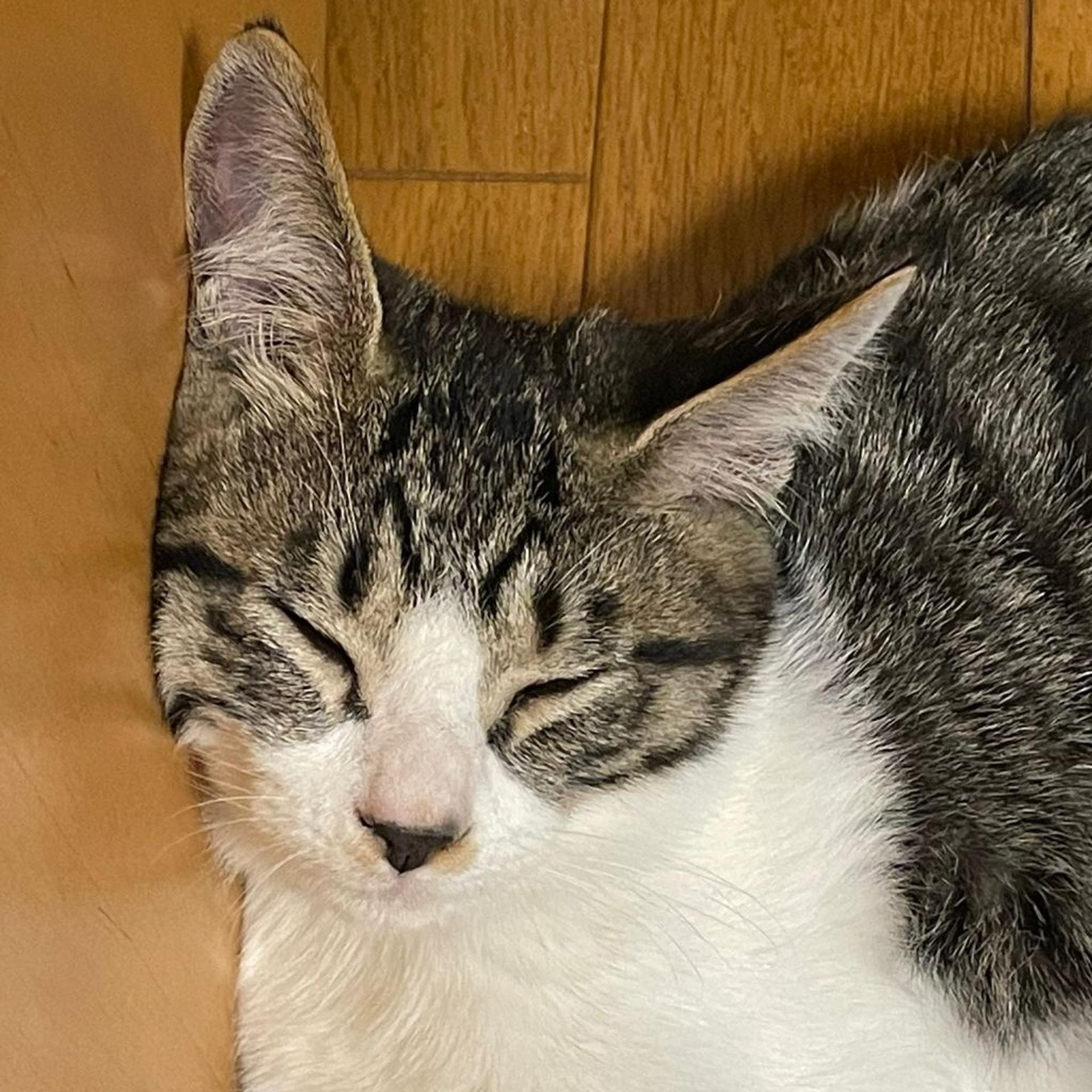 pet-image-8