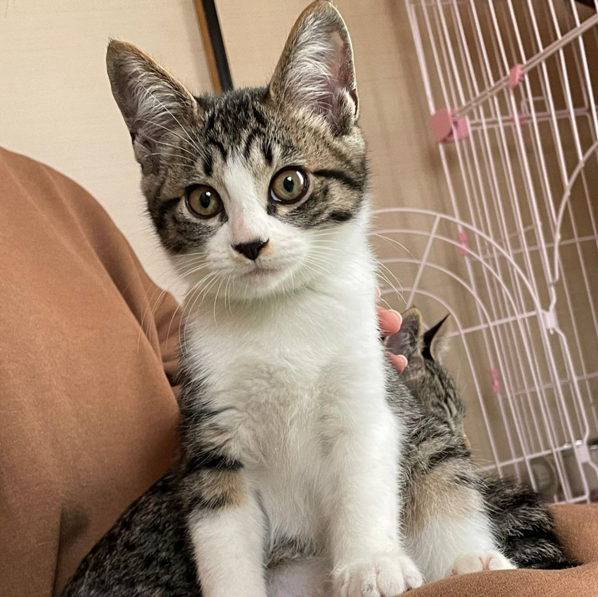 pet-image-9