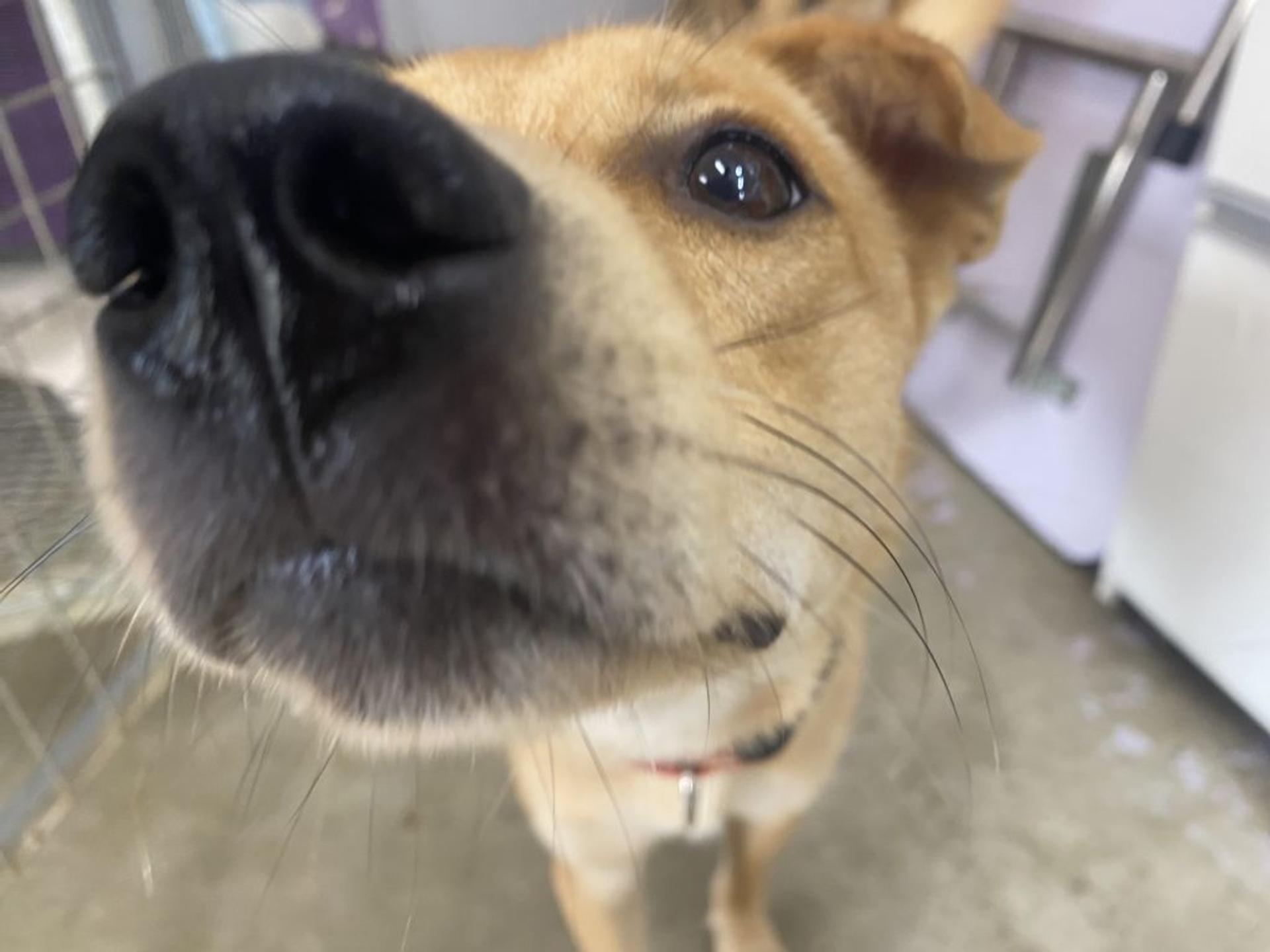 pet-image-4