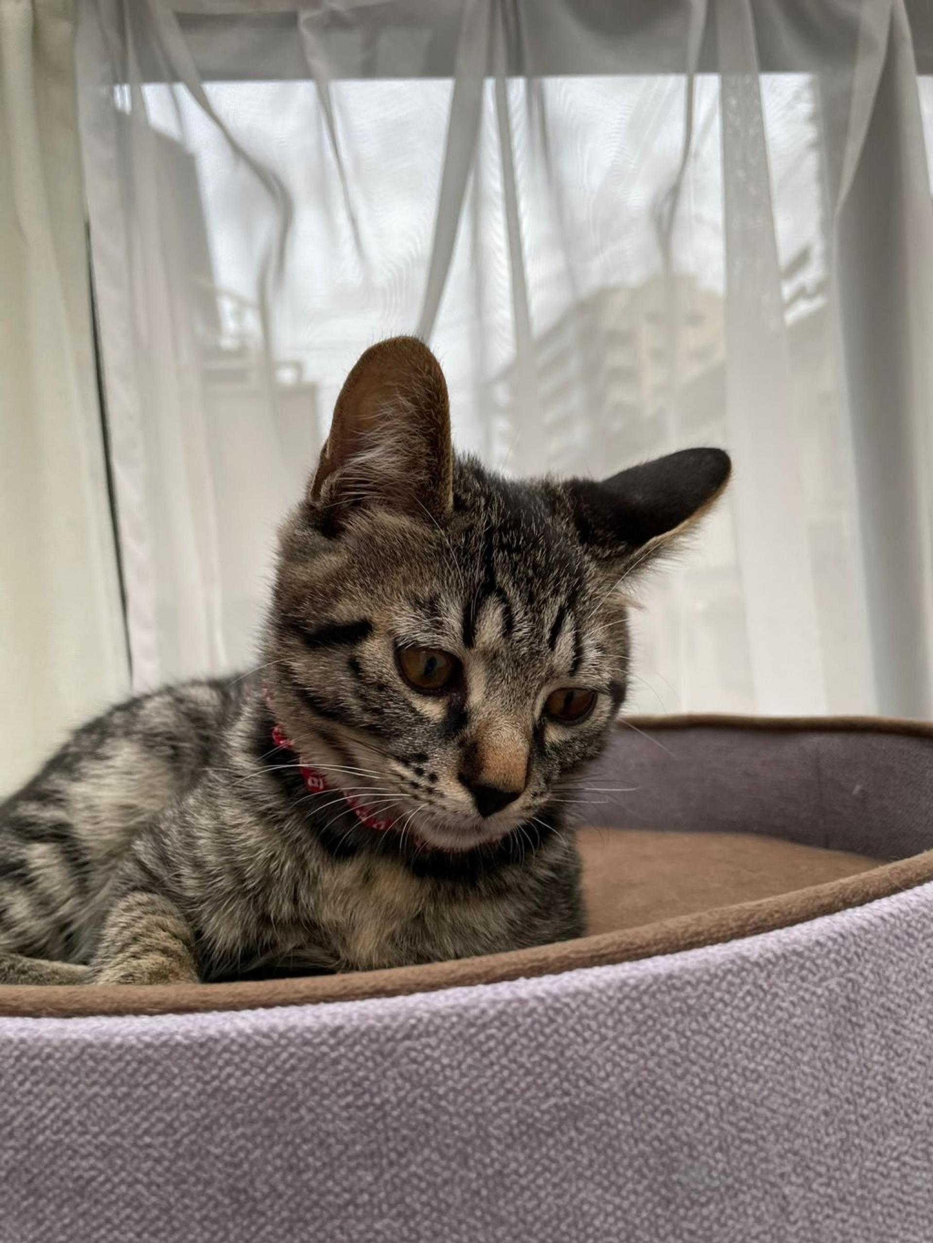pet-image-4