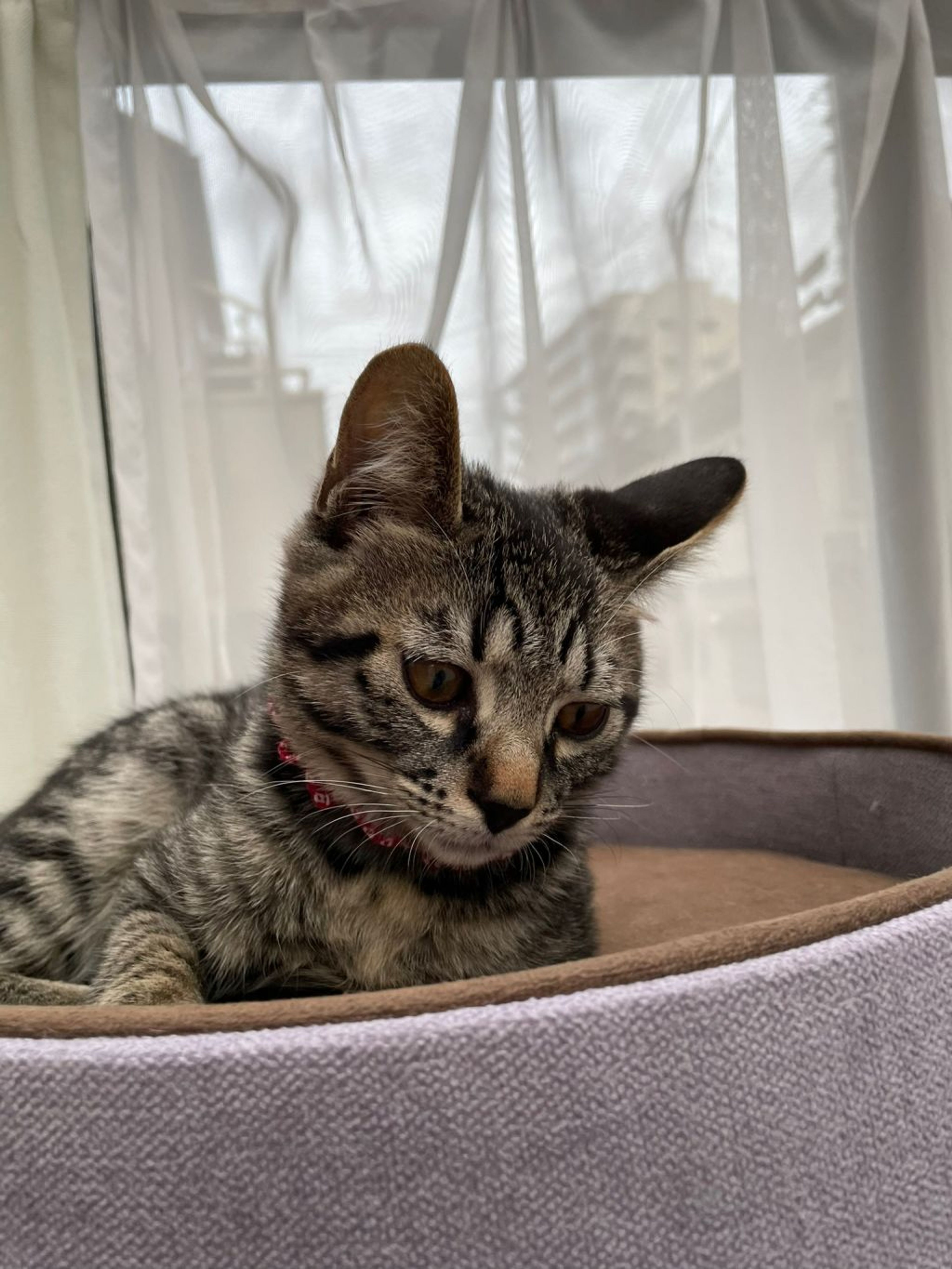 pet-image-4