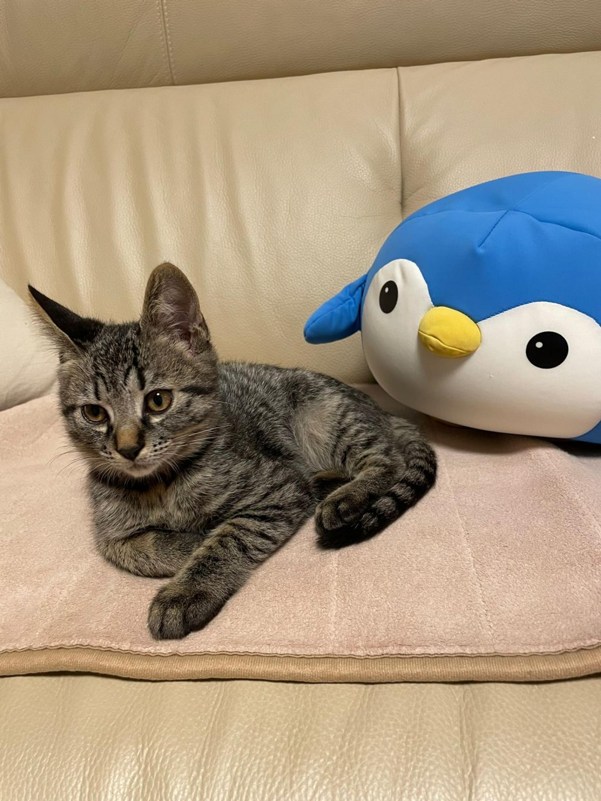 pet-image-5
