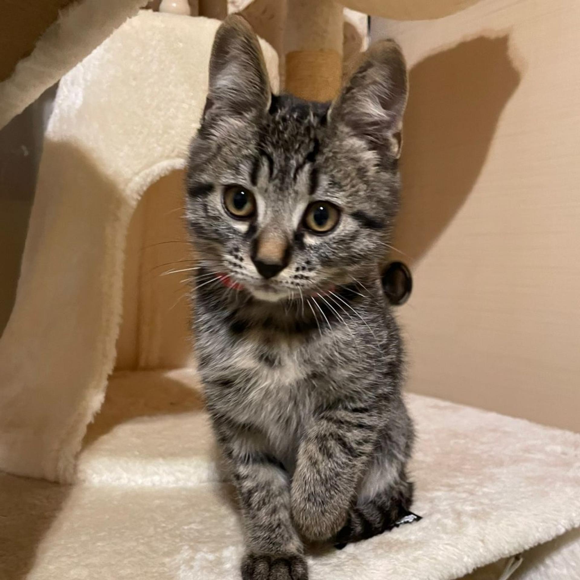pet-image-9