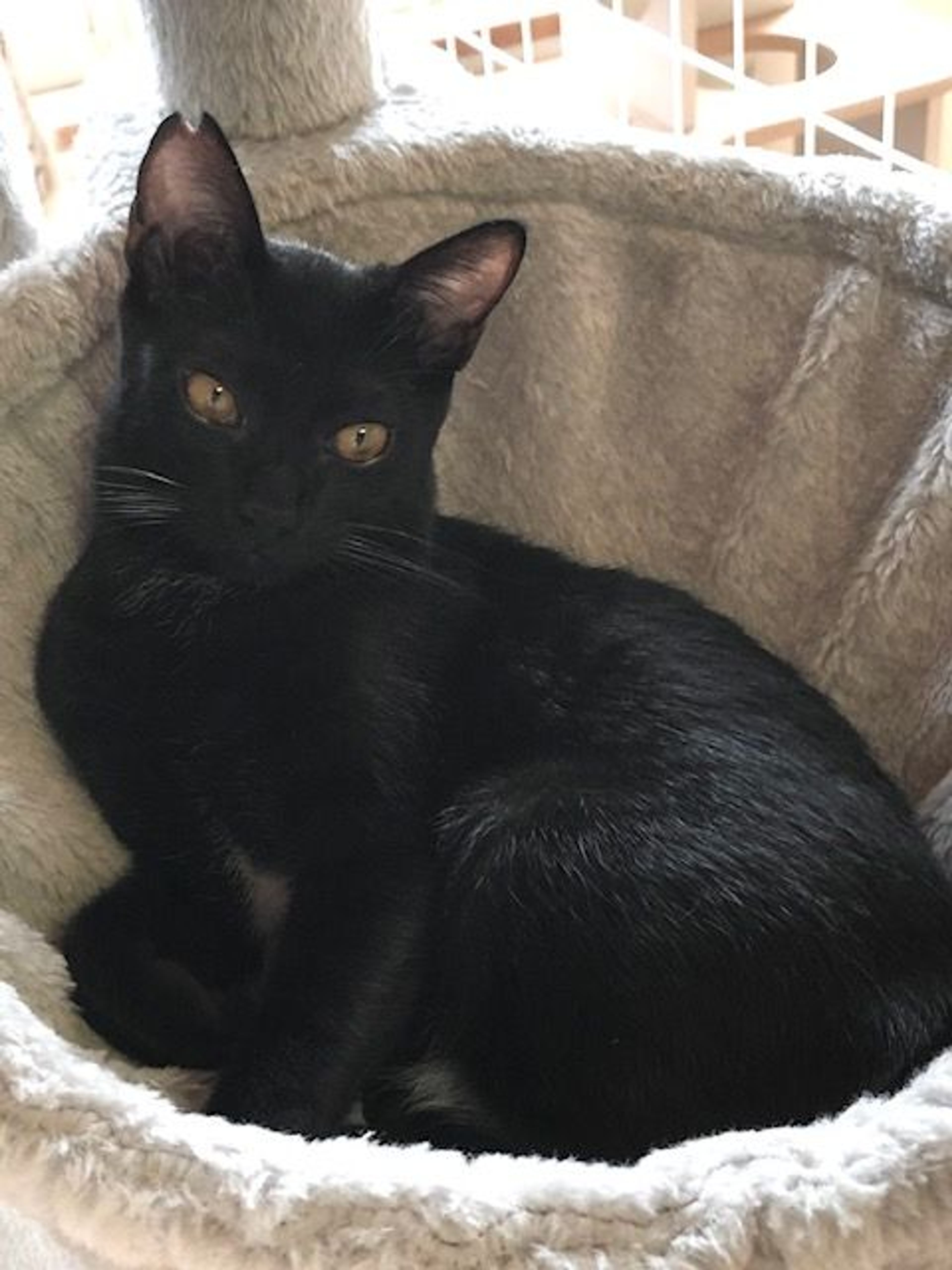 pet-image-2