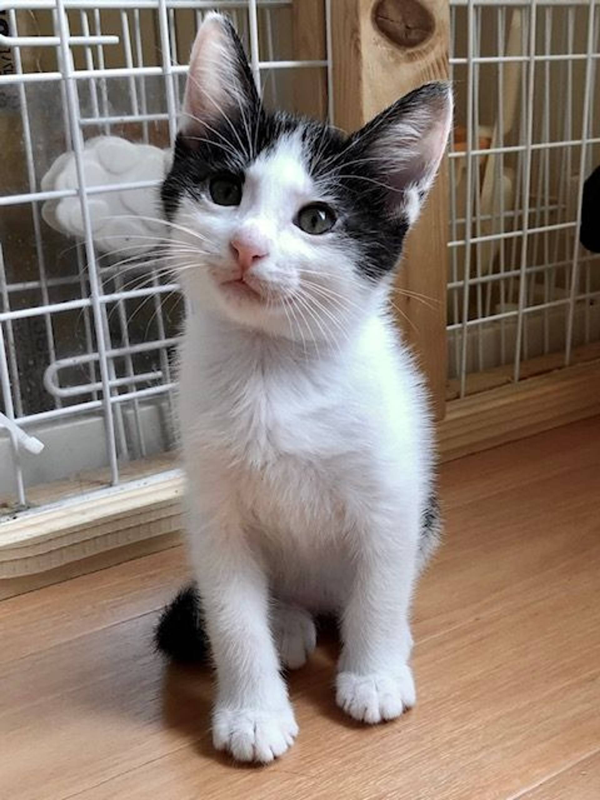 雑種（ミックス猫）・オスの里親募集の写真
