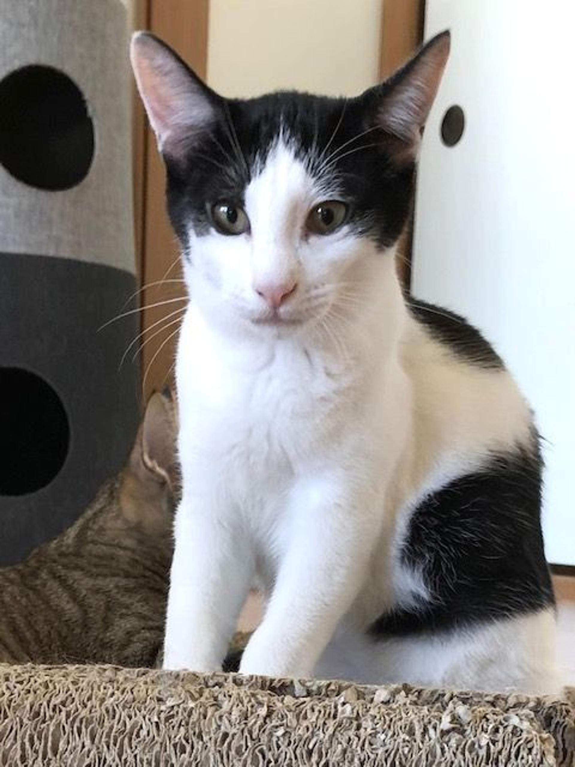 pet-image-4