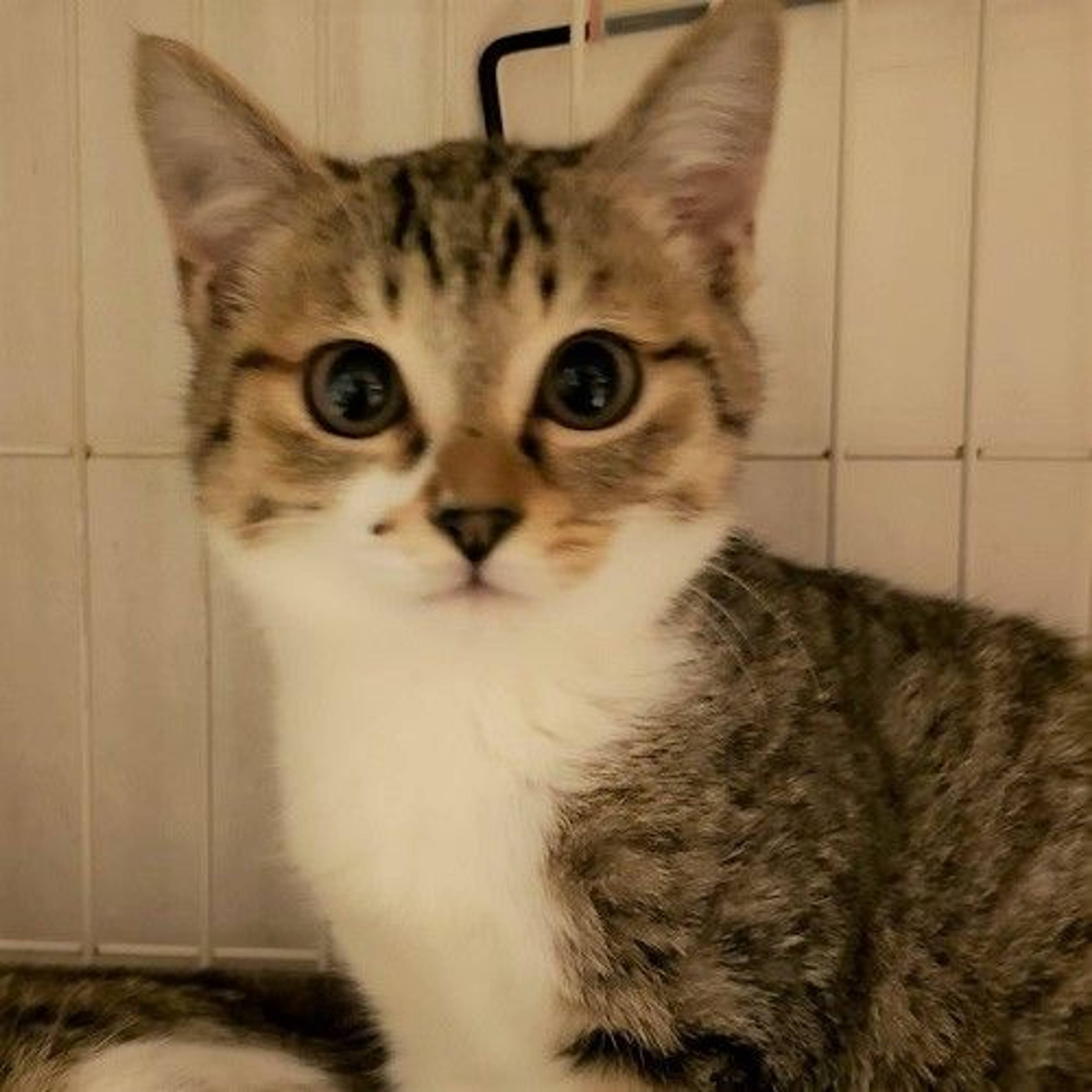 雑種（ミックス猫）・メスの里親募集の写真