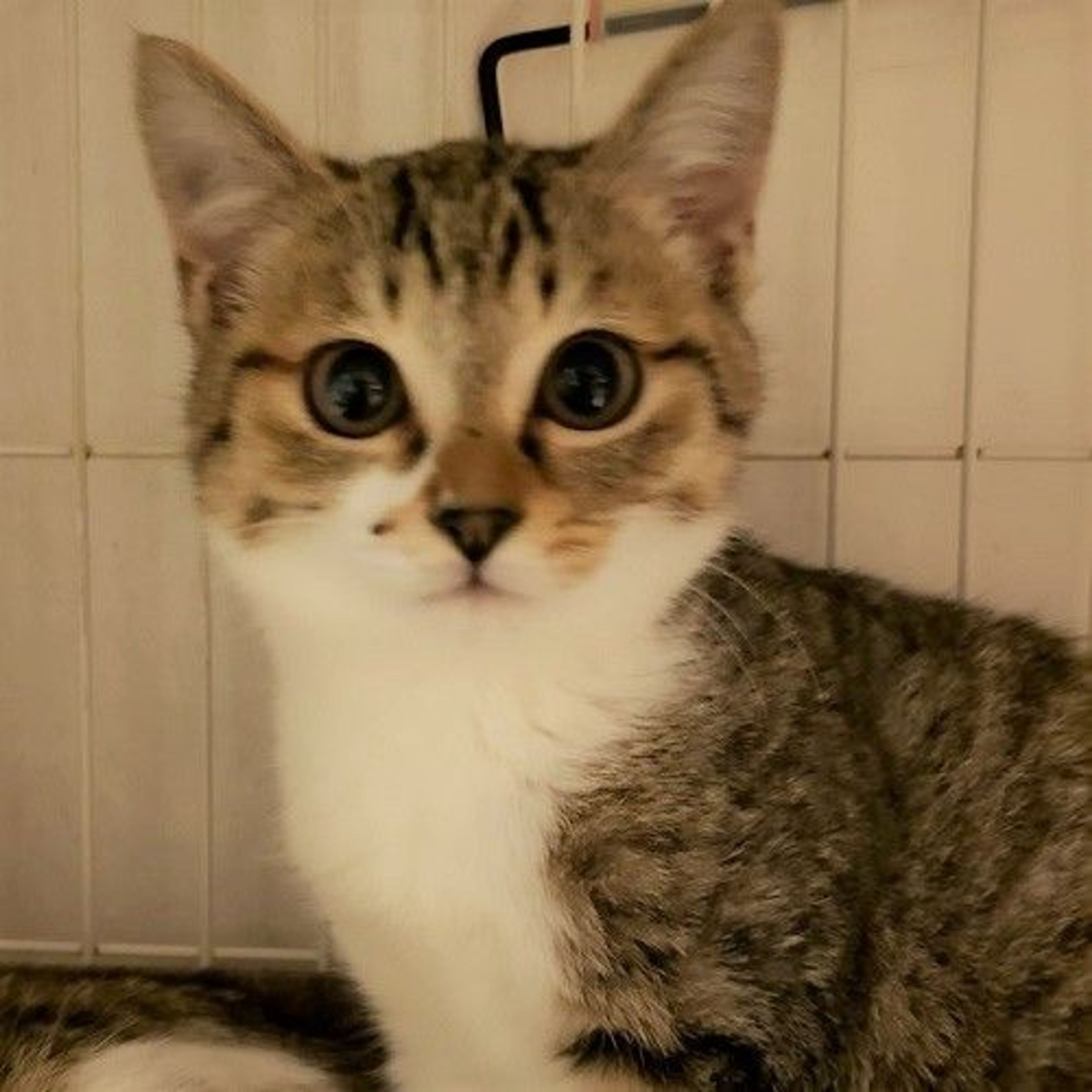 雑種（ミックス猫）・メスの里親募集の写真