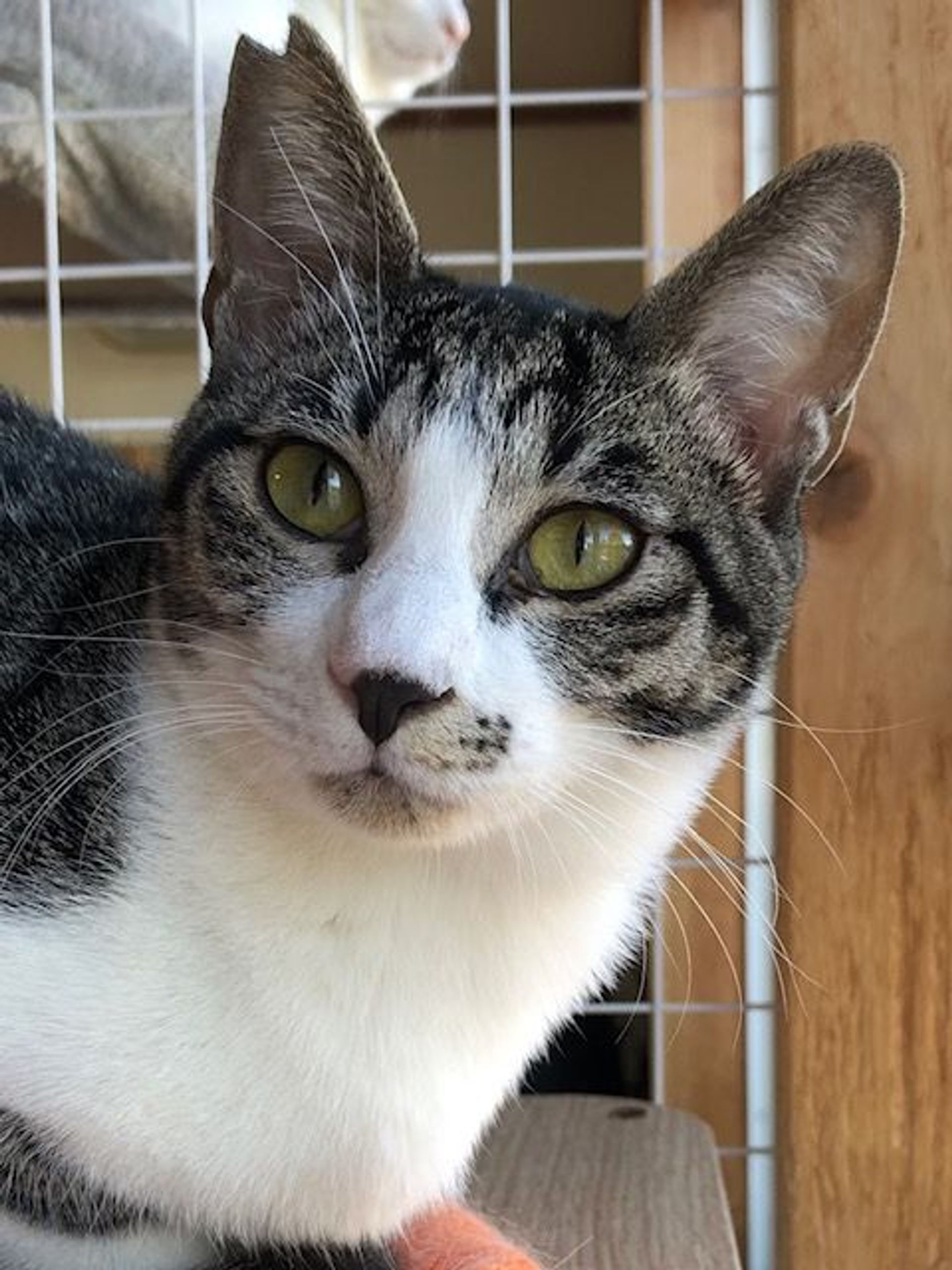 雑種（ミックス猫）・オスの里親募集の写真