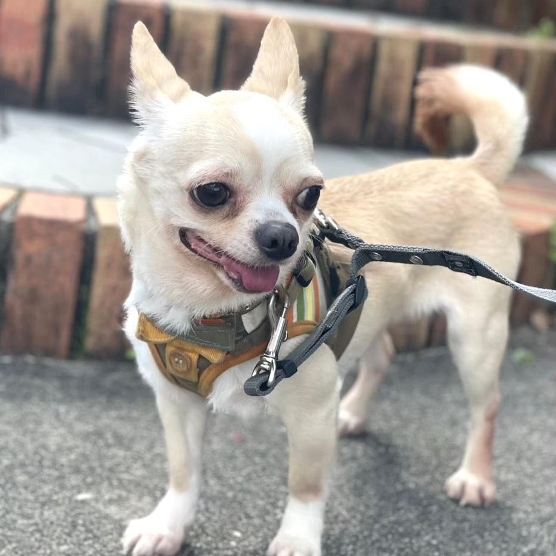 pet-image-3