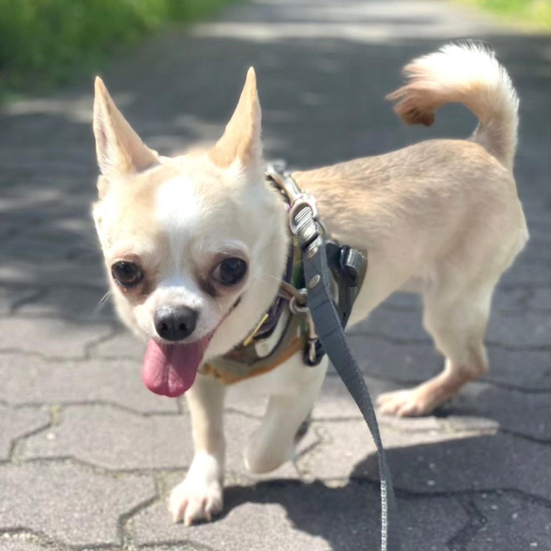 pet-image-4