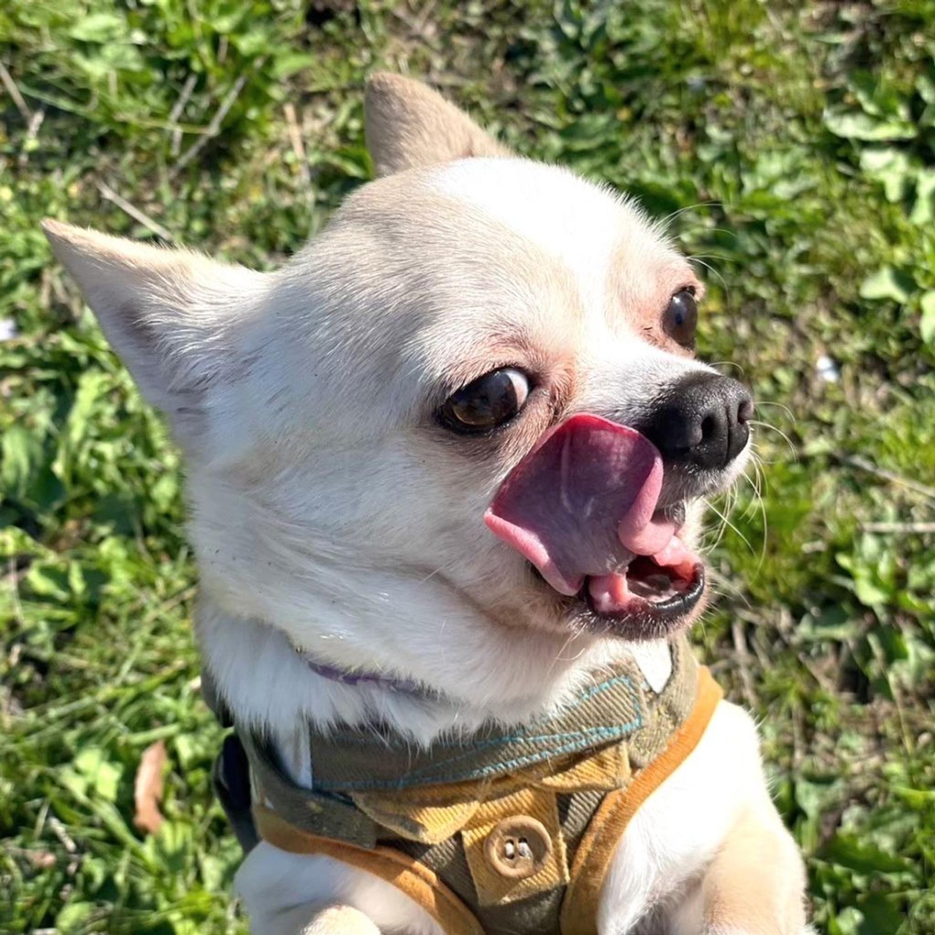 pet-image-5