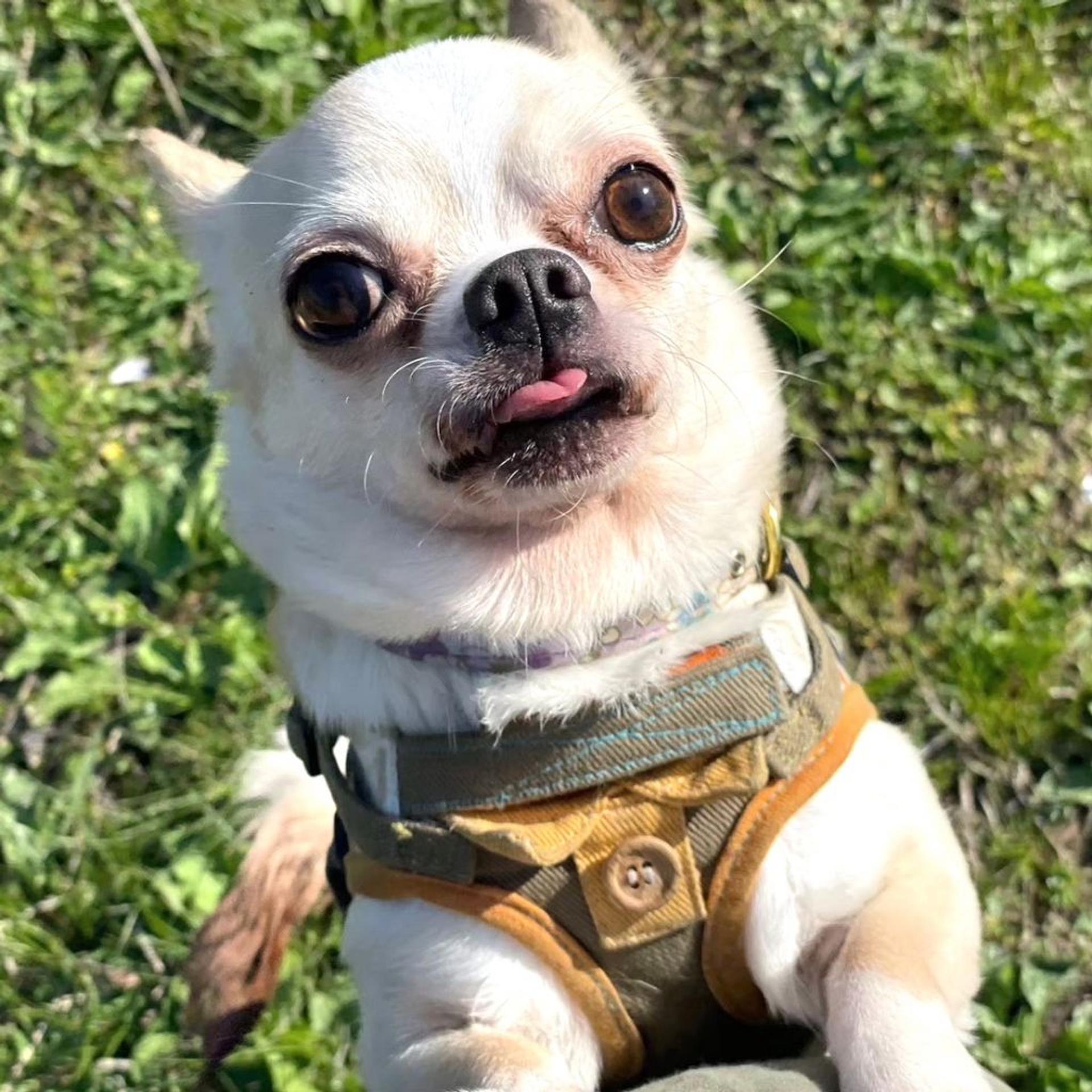 pet-image-6
