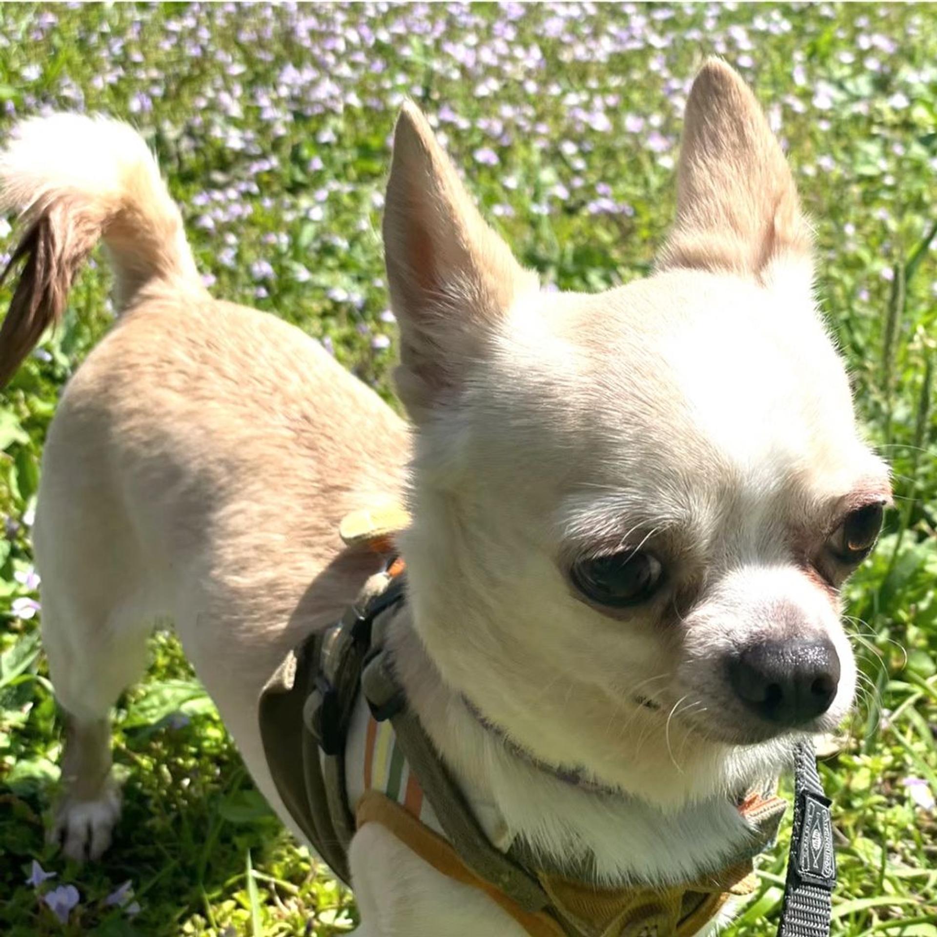 pet-image-7