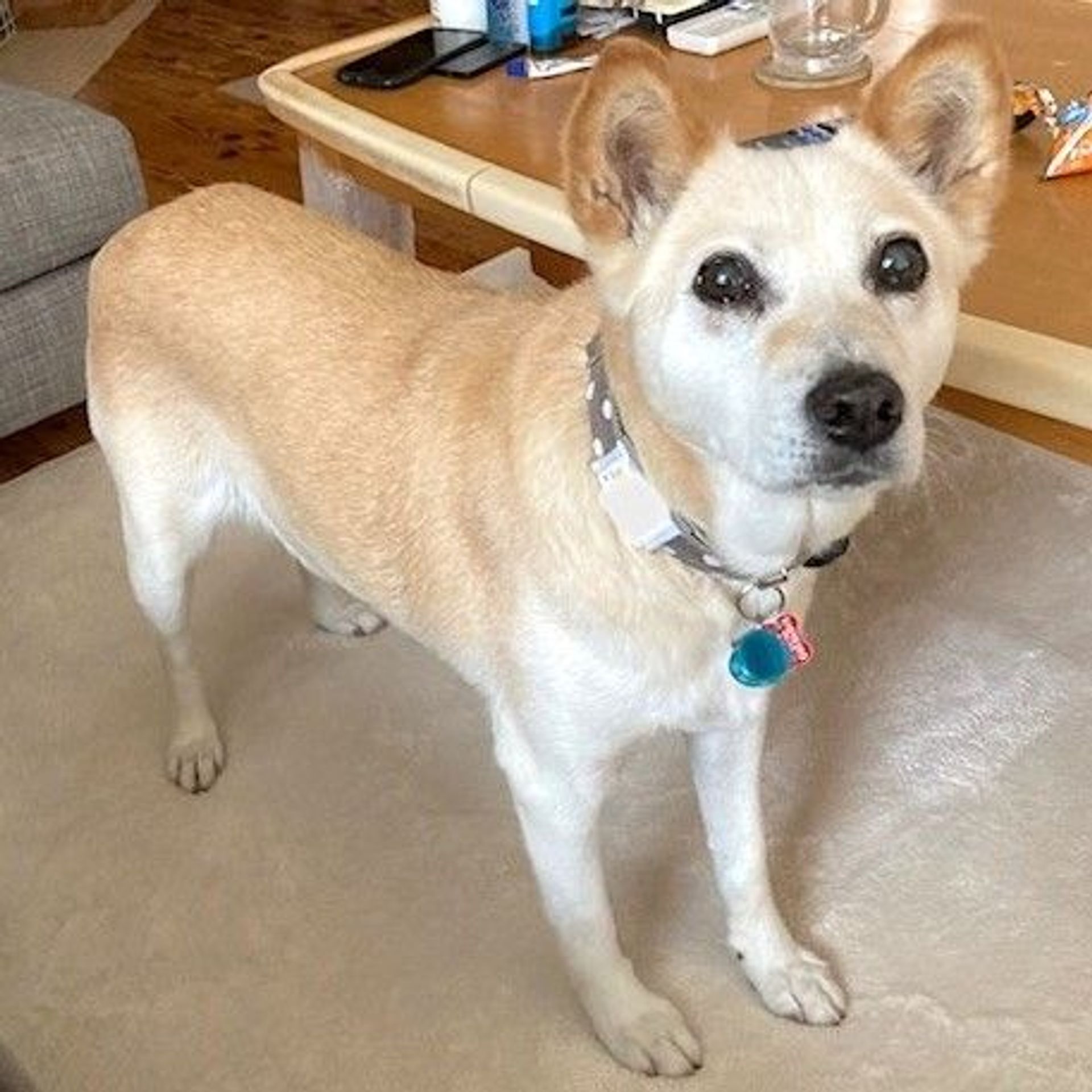 雑種（ミックス犬）・メスの里親募集の写真