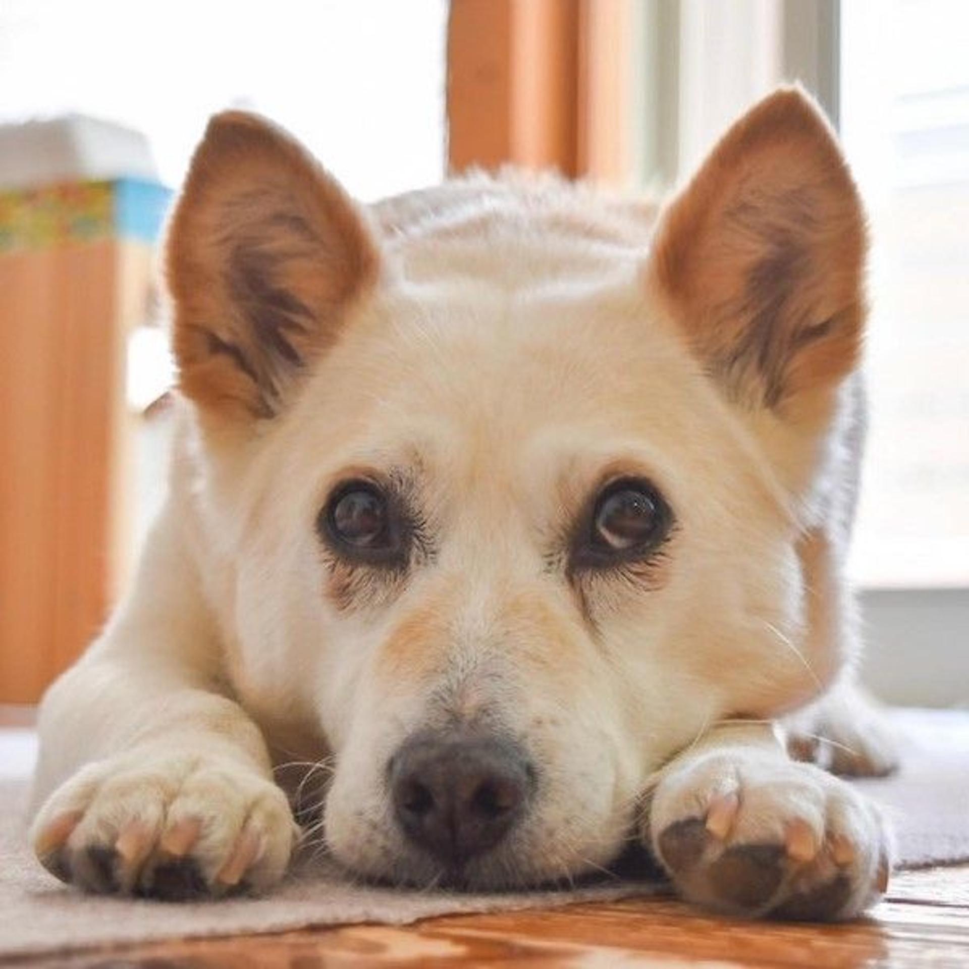 pet-image-2
