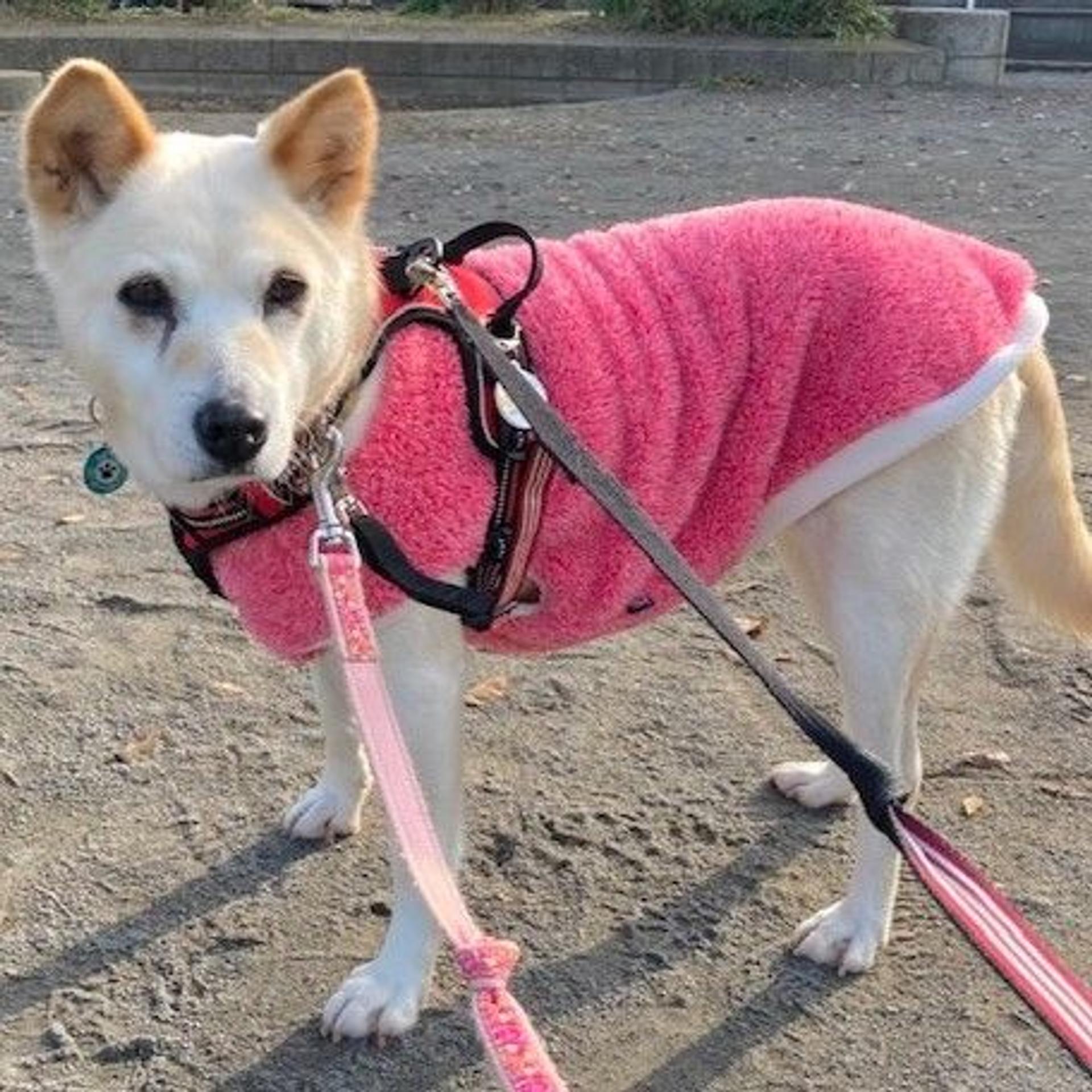 pet-image-3