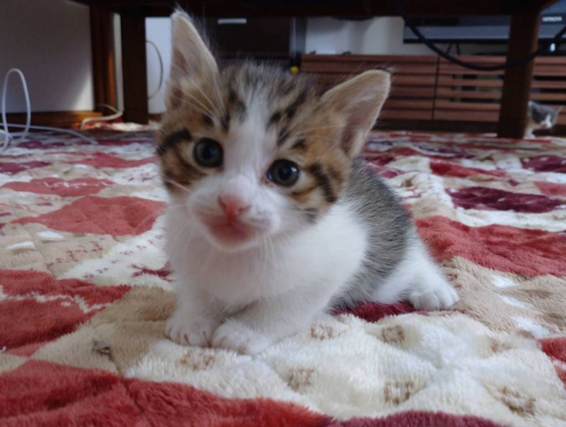 雑種（ミックス猫）・オスの里親募集の写真