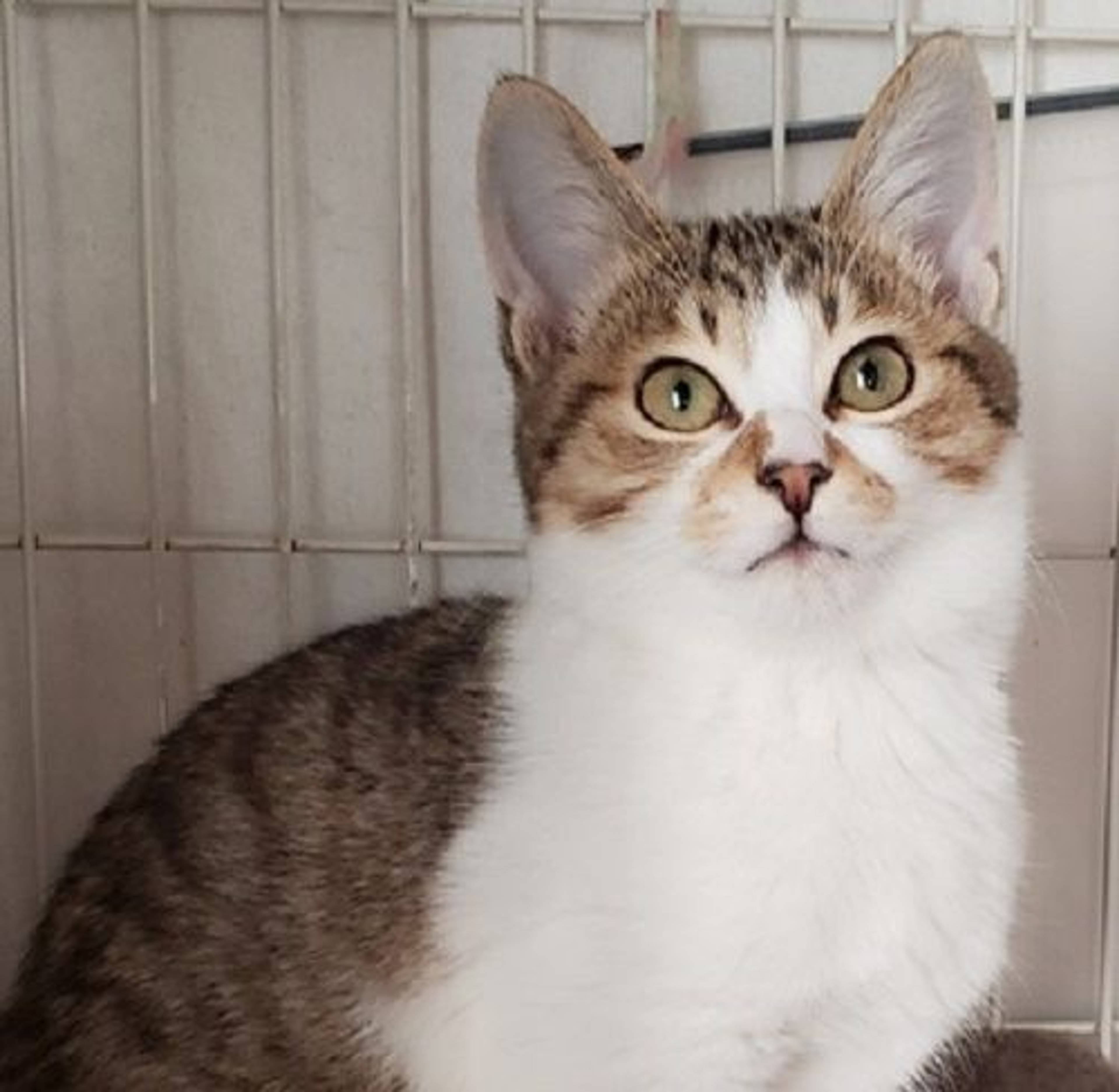 雑種（ミックス猫）・オスの里親募集の写真