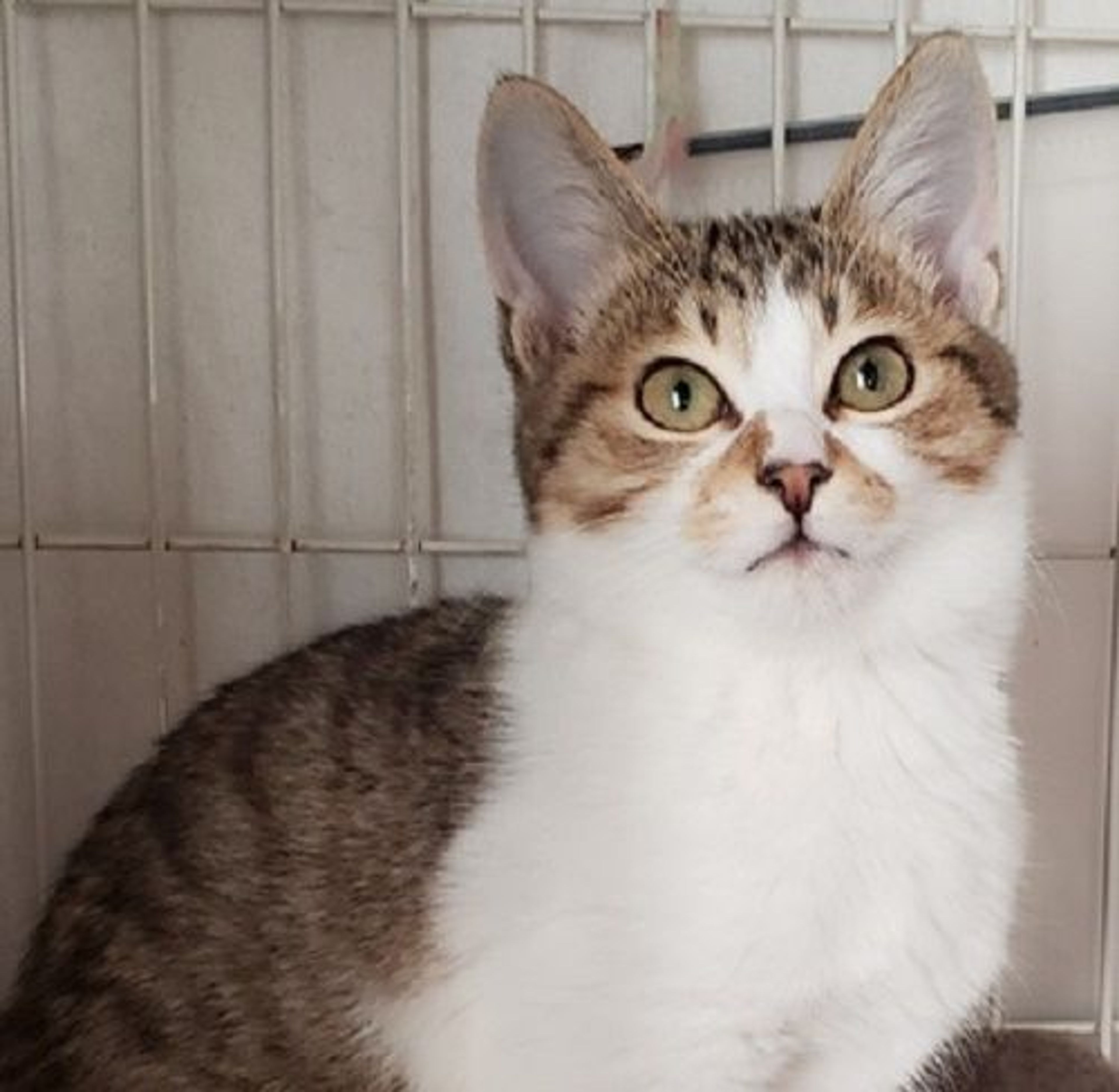 雑種（ミックス猫）・オスの里親募集の写真