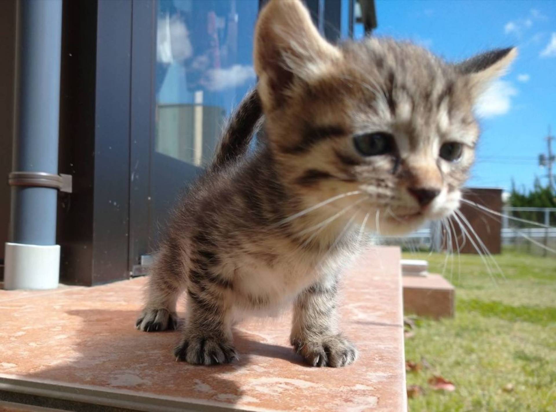 雑種（ミックス猫）・メスの里親募集の写真