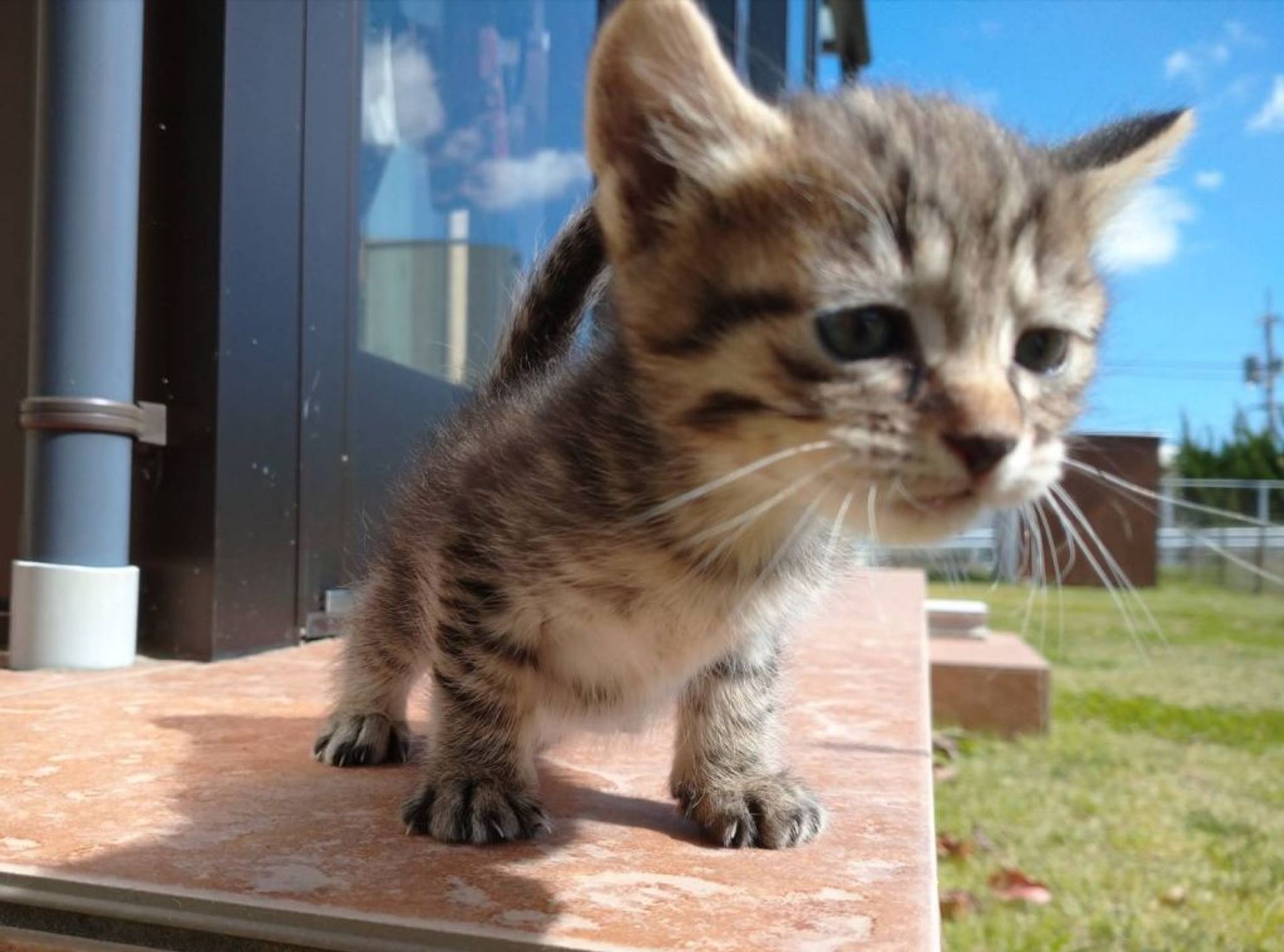 雑種（ミックス猫）・メスの里親募集の写真