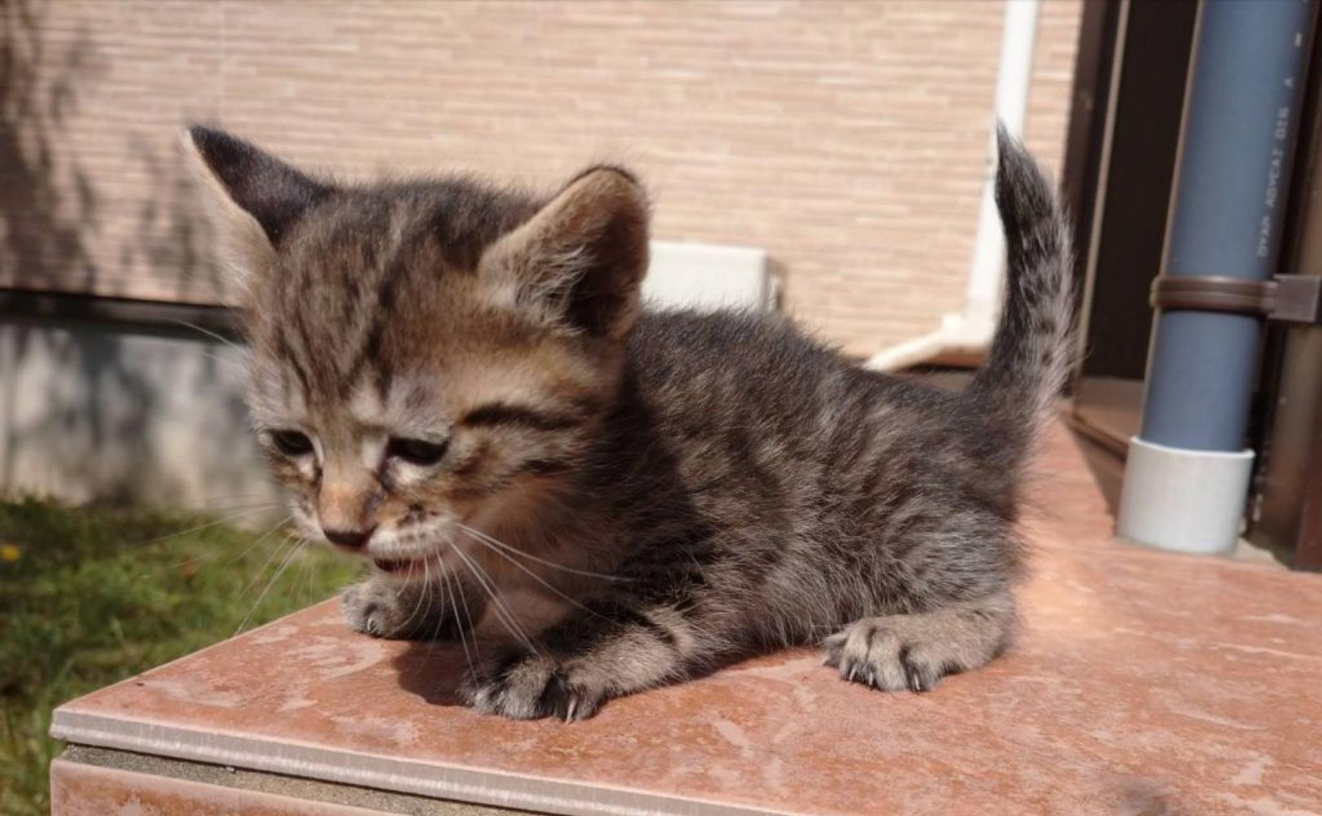 pet-image-4