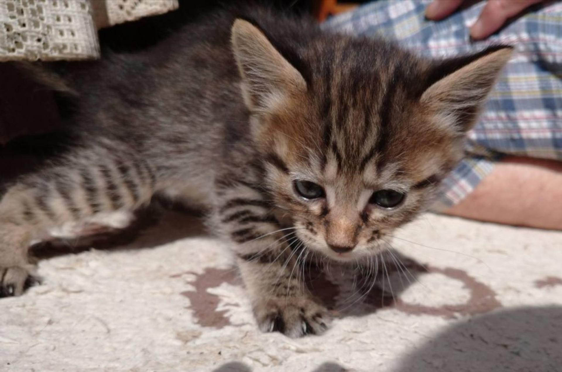 pet-image-5