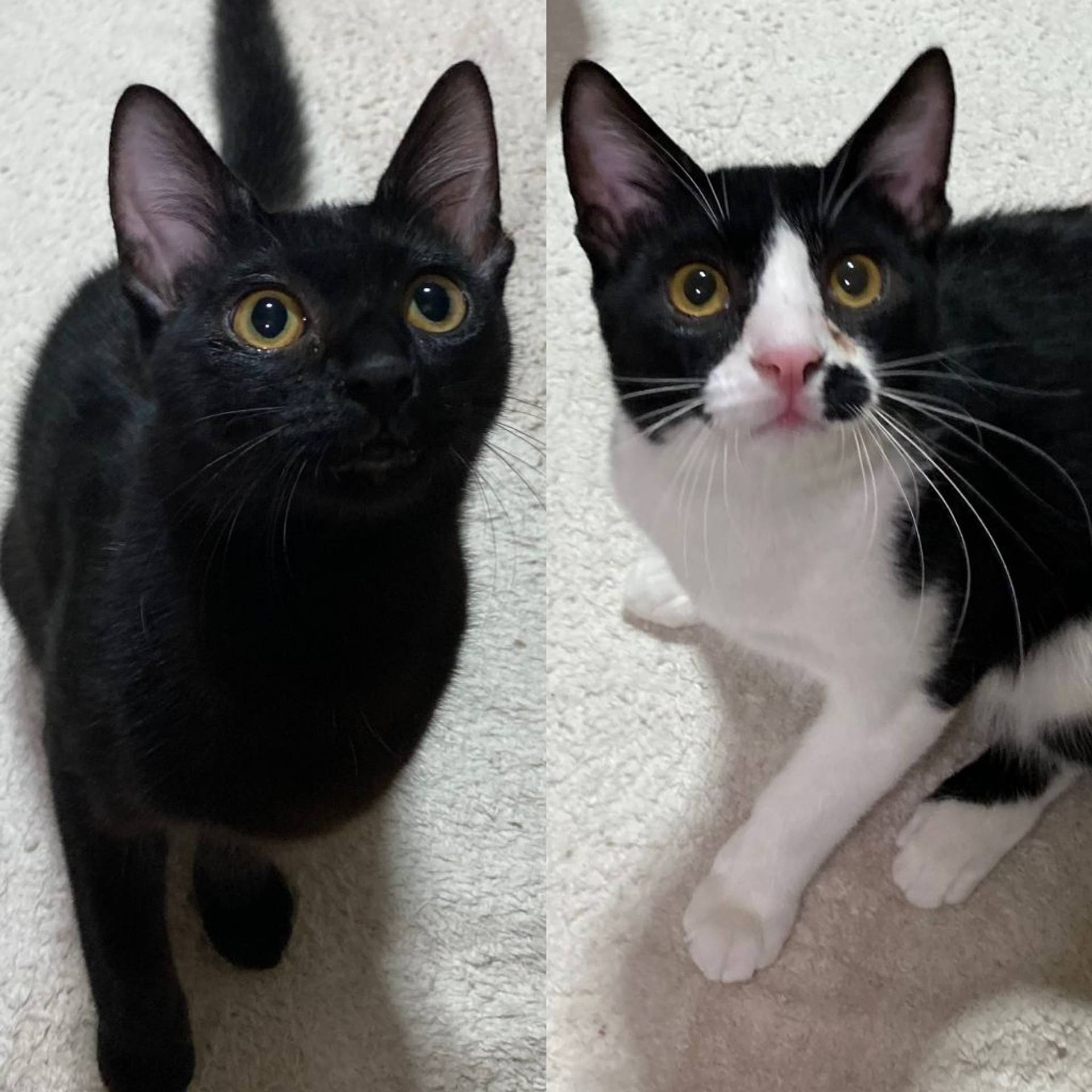 雑種（ミックス猫）・オスの里親募集の写真