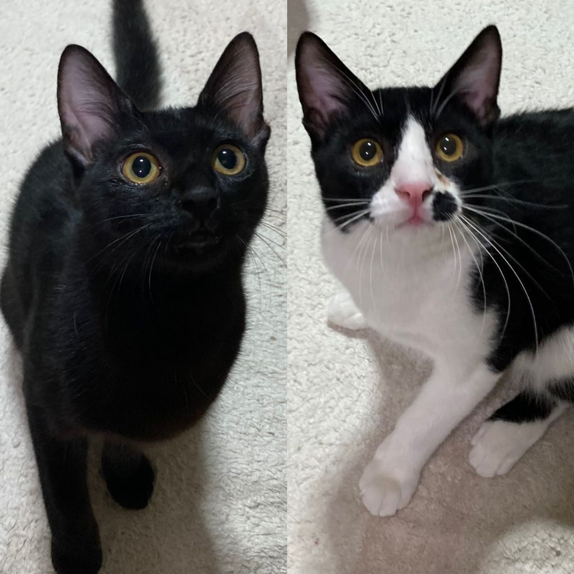 雑種（ミックス猫）・オスの里親募集の写真