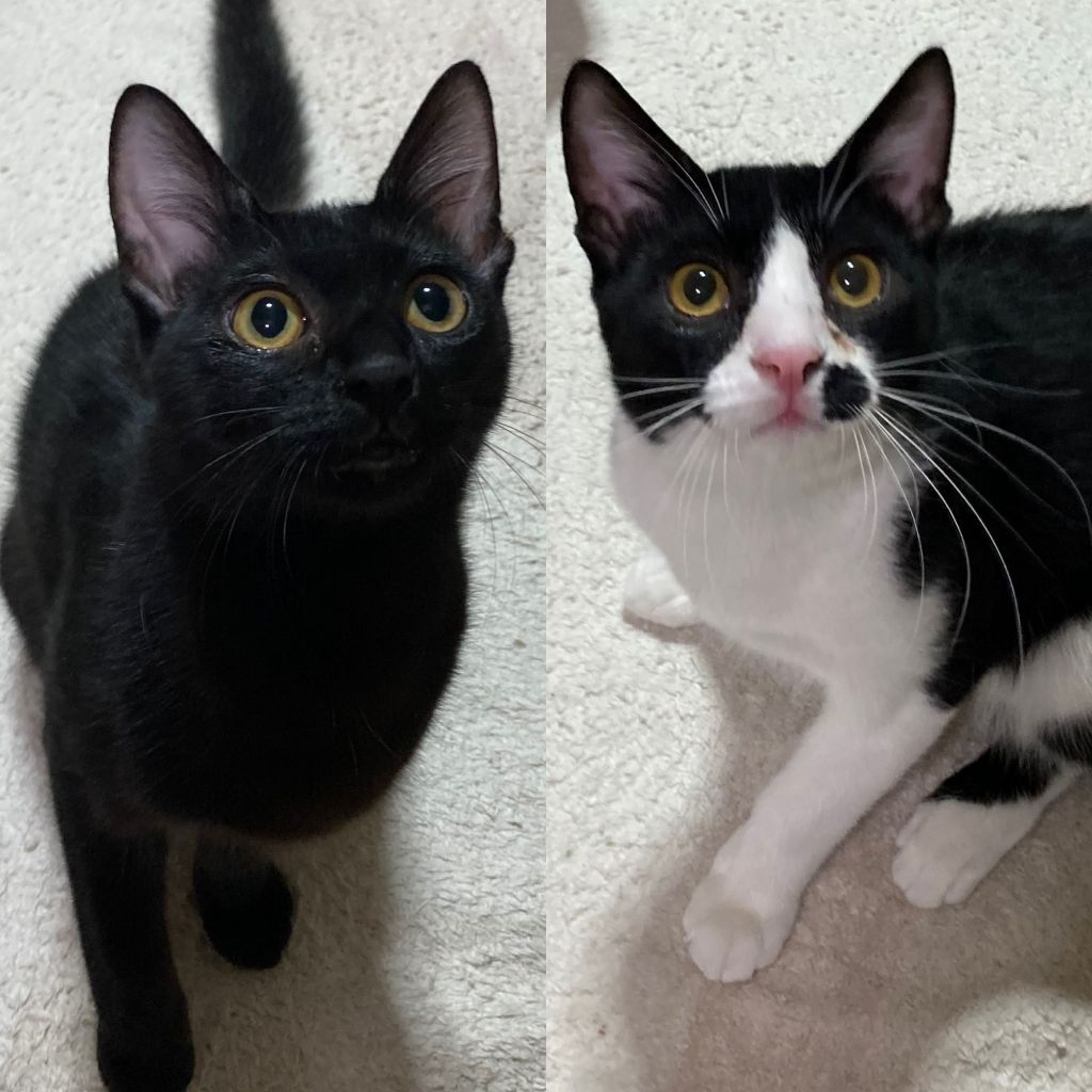 雑種（ミックス猫）・オスの里親募集の写真