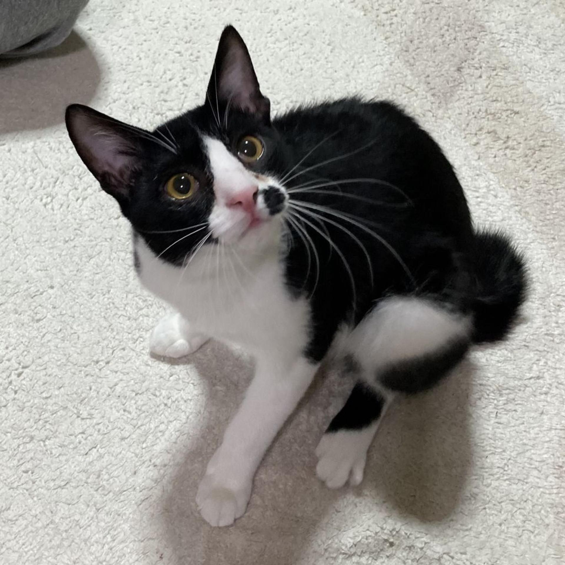 pet-image-2
