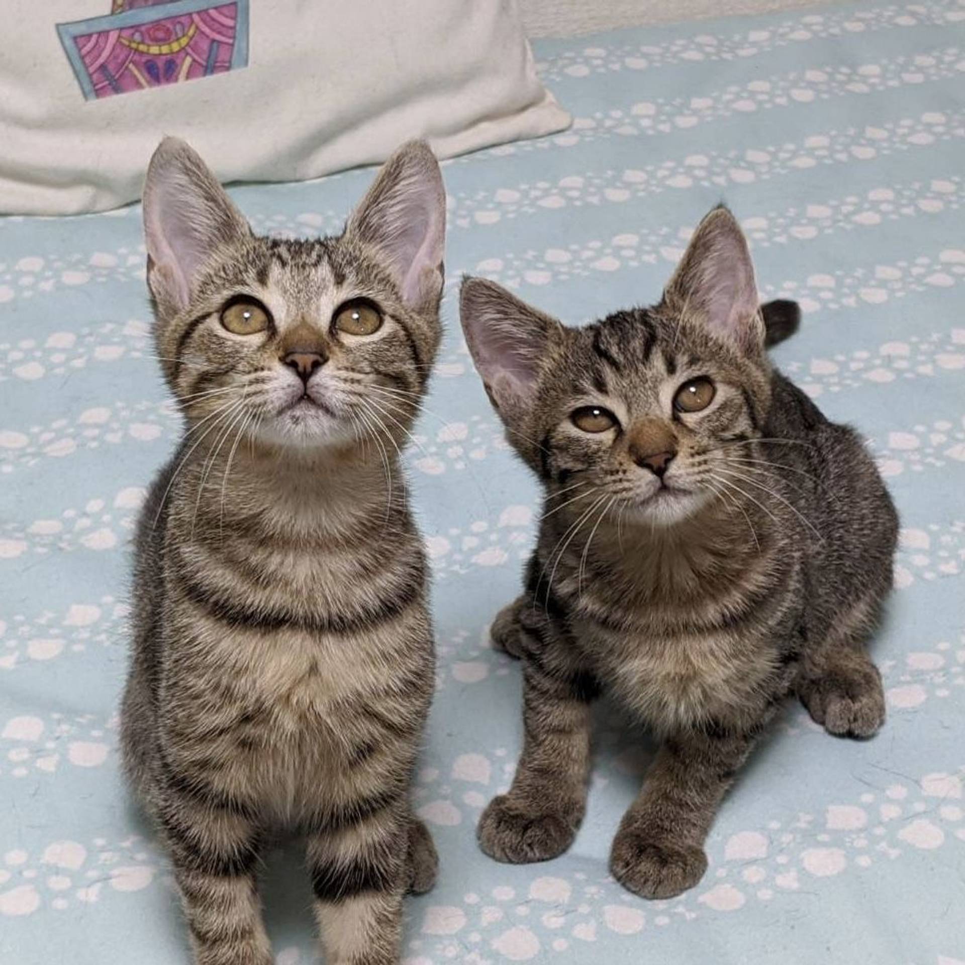 雑種（ミックス猫）・オスの里親募集の写真