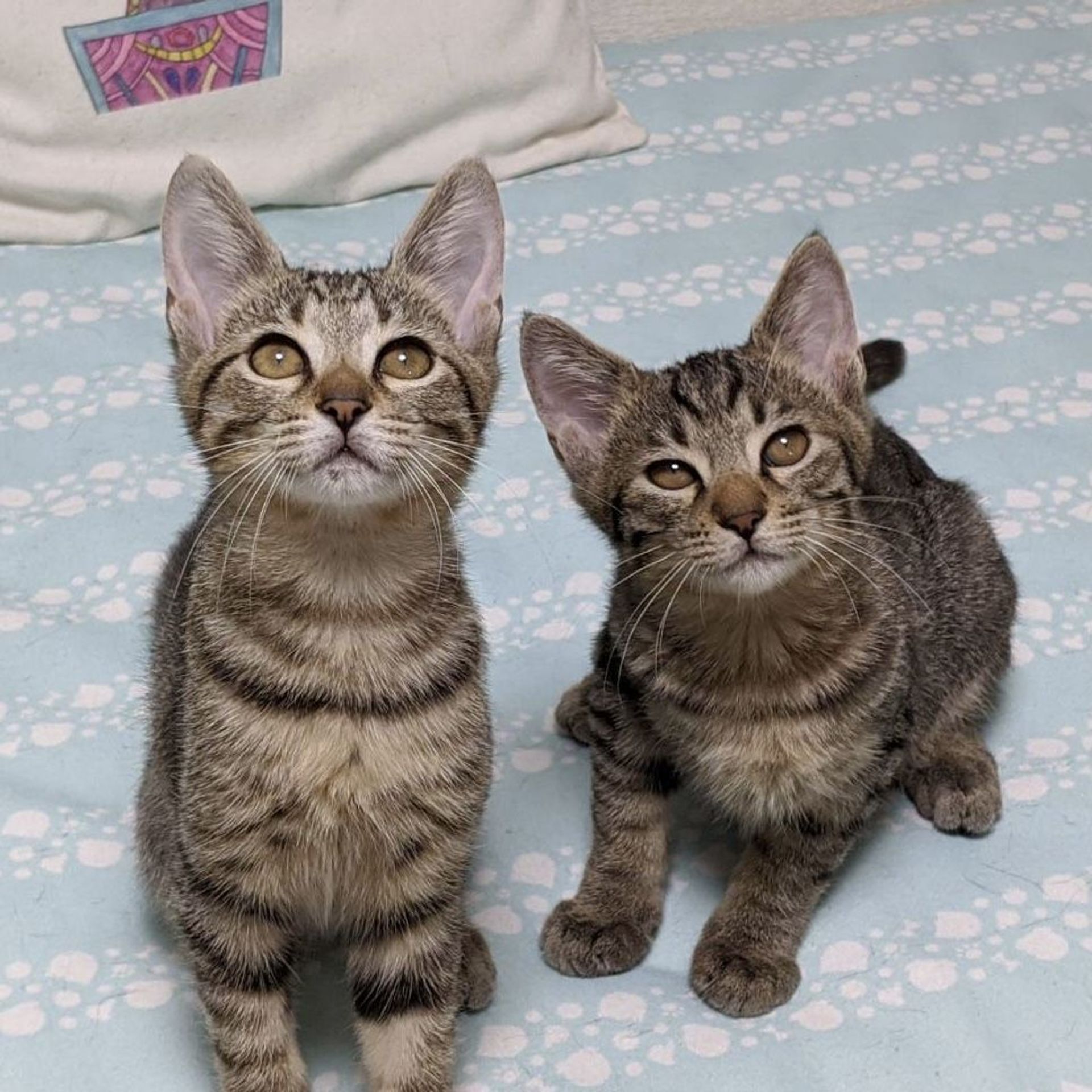 雑種（ミックス猫）・オスの里親募集の写真