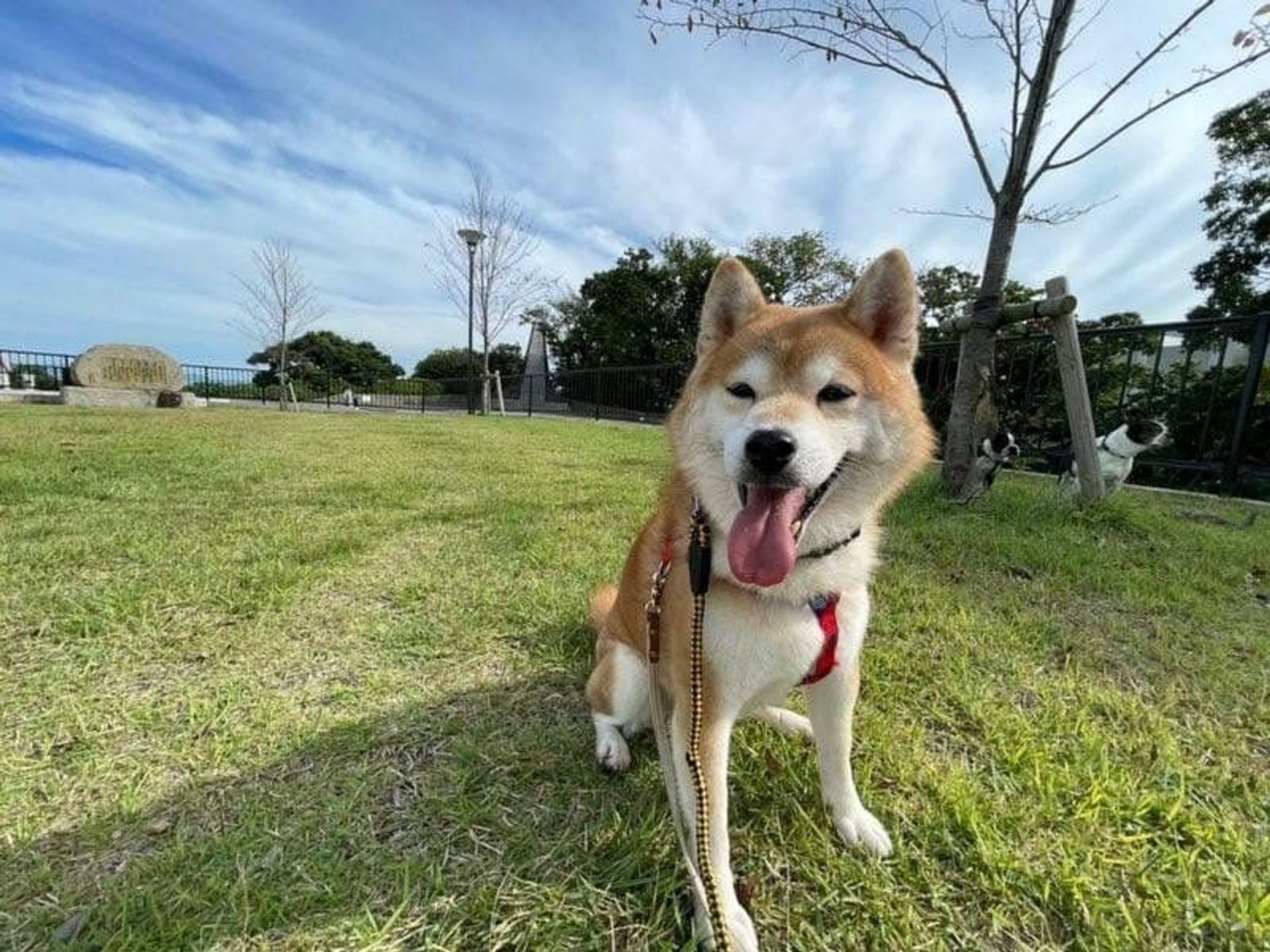 柴犬・オスの里親募集の写真