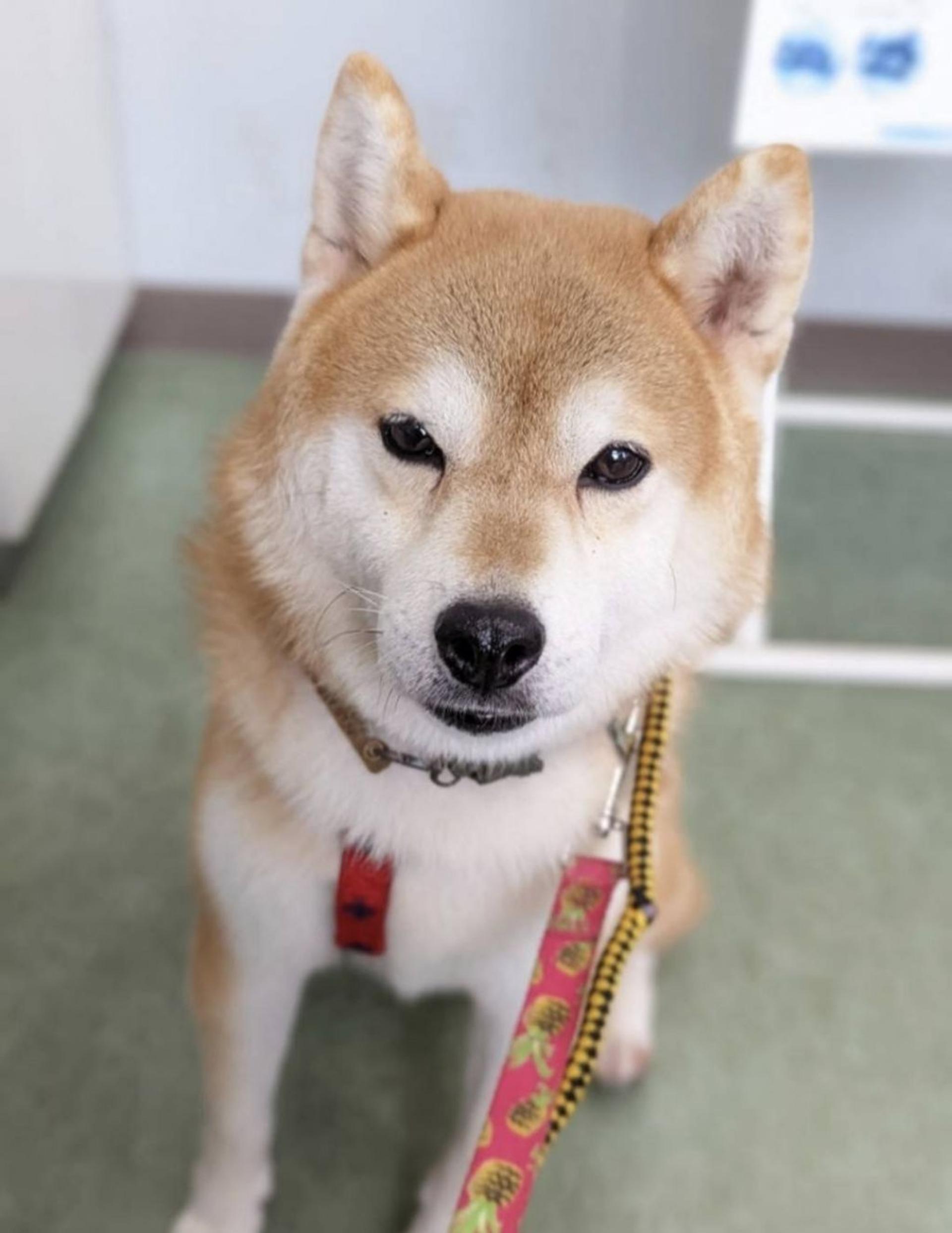 pet-image-4