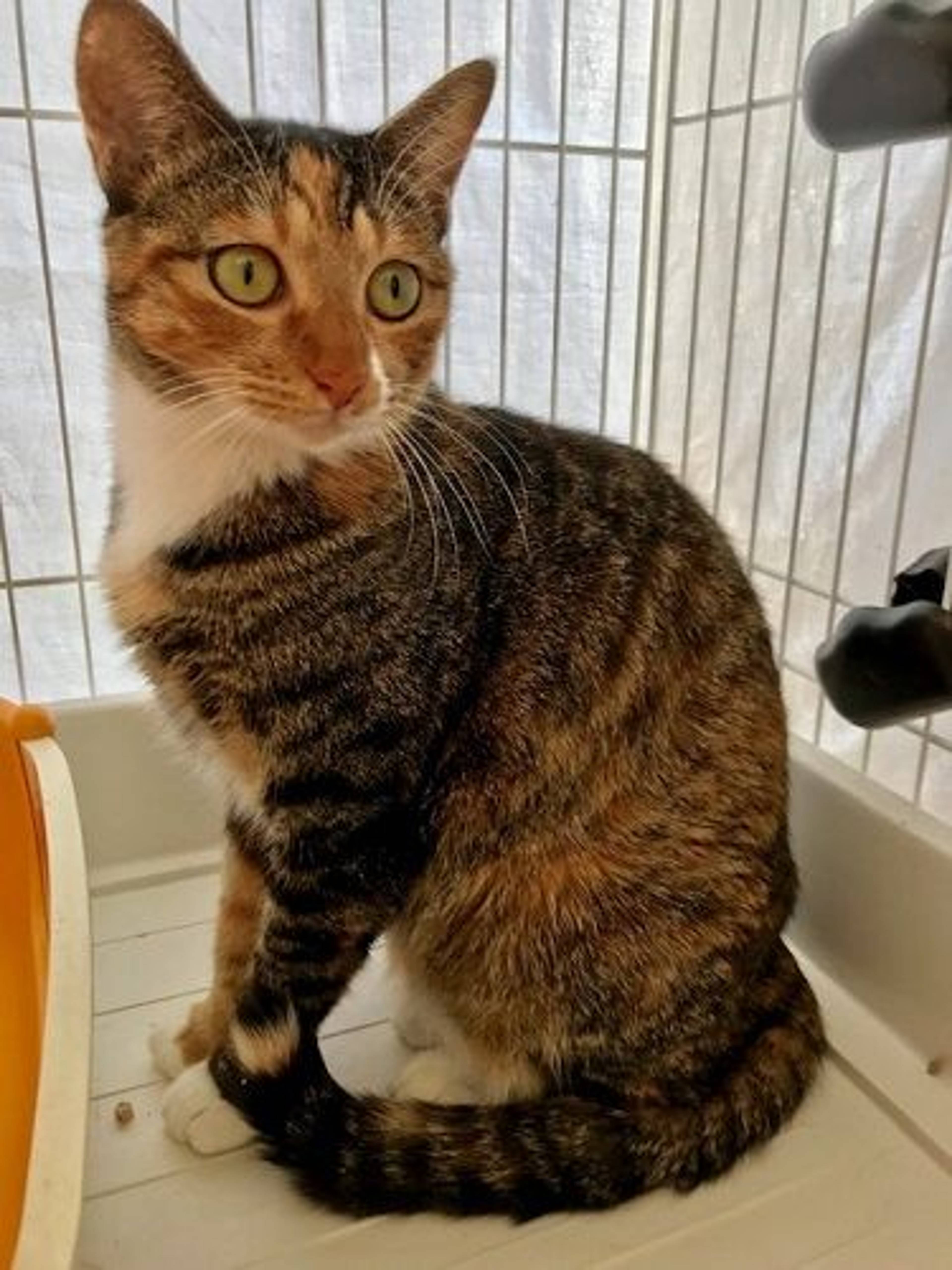 雑種（ミックス猫）・メスの里親募集の写真