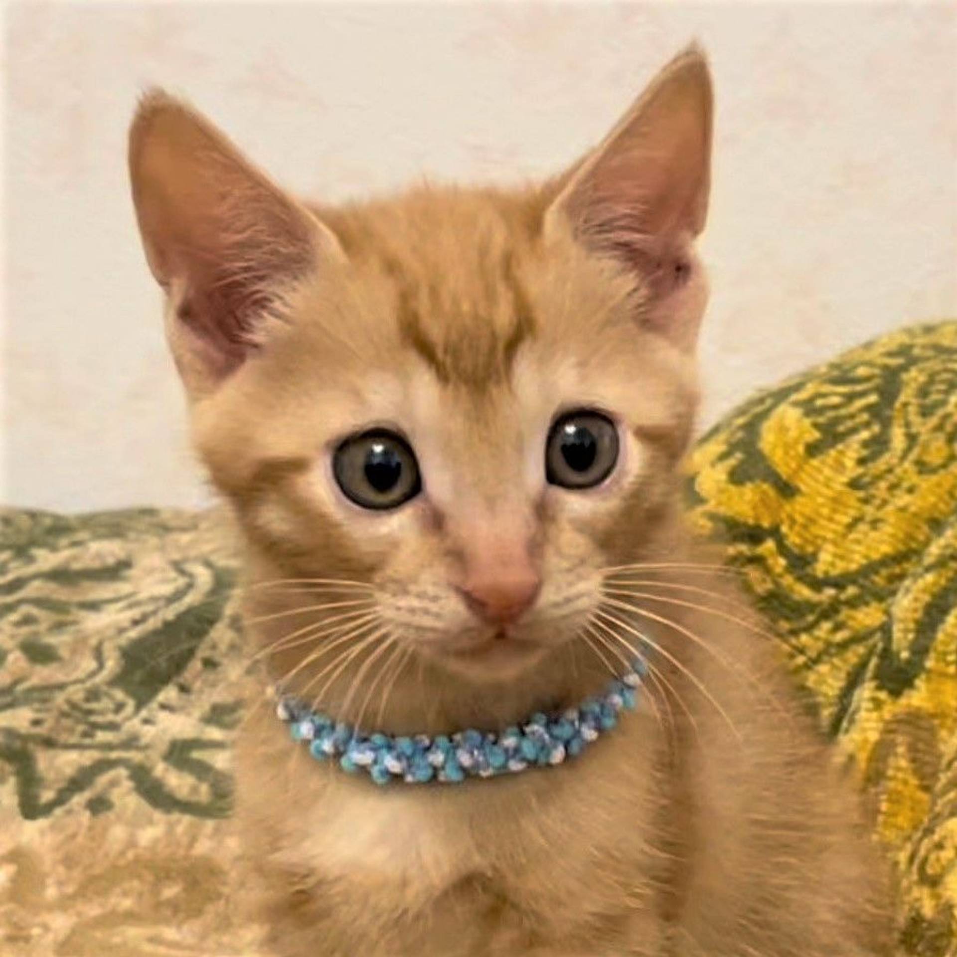 雑種（ミックス猫）・オスの里親募集の写真