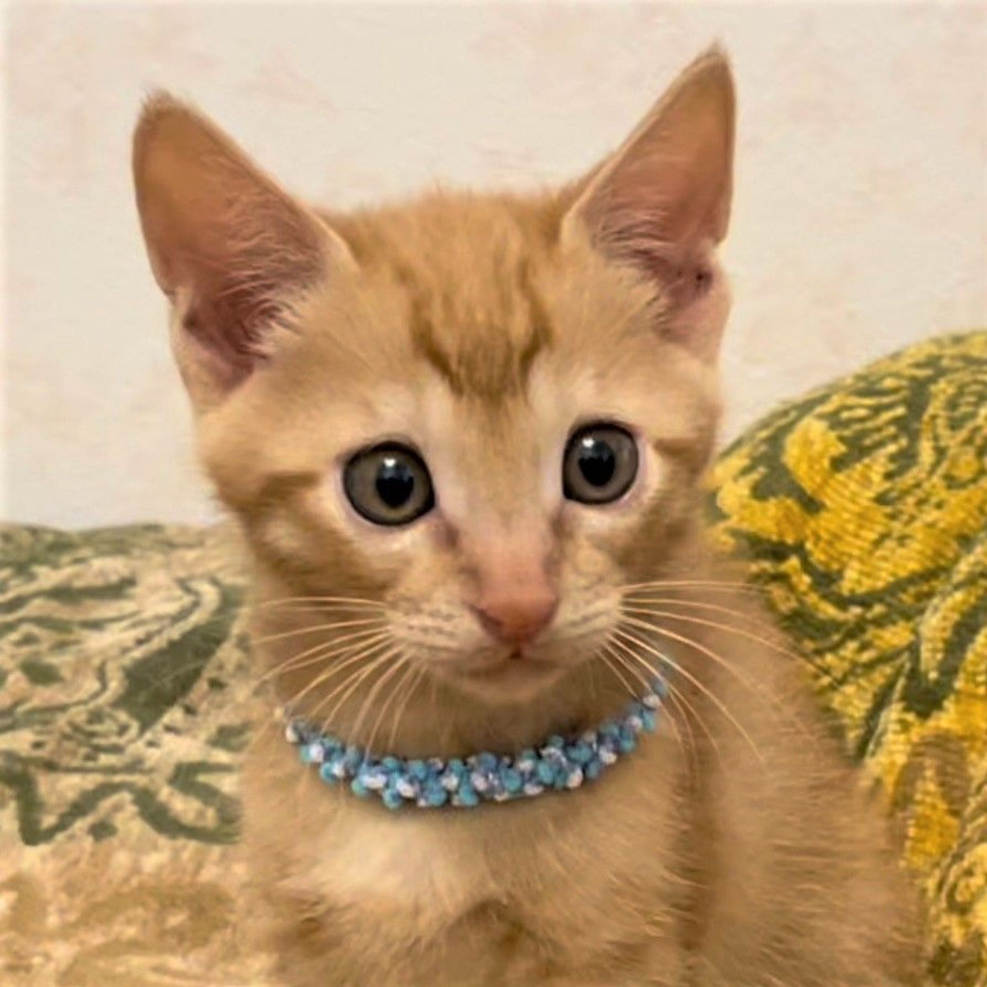 雑種（ミックス猫）・オスの里親募集の写真