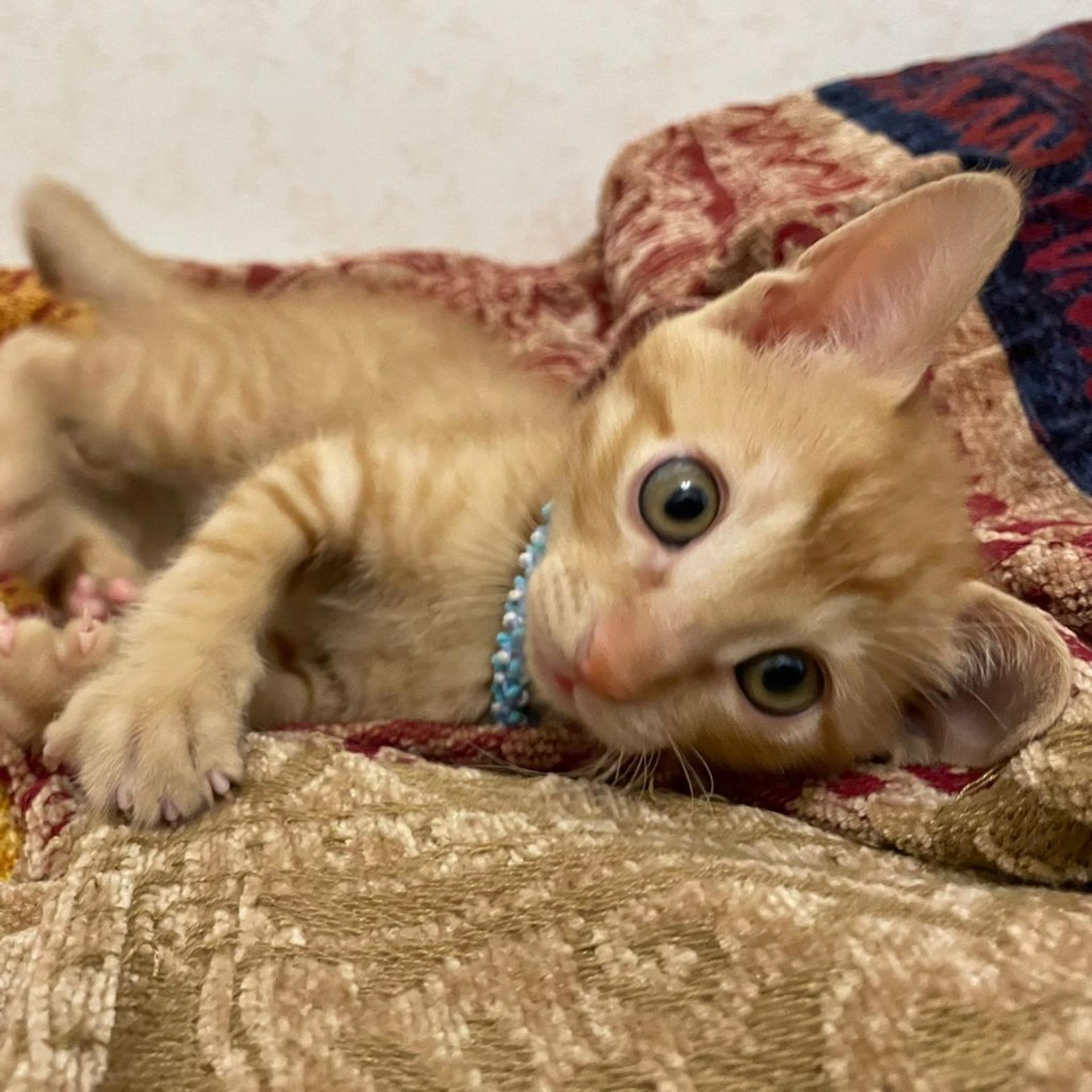 pet-image-3