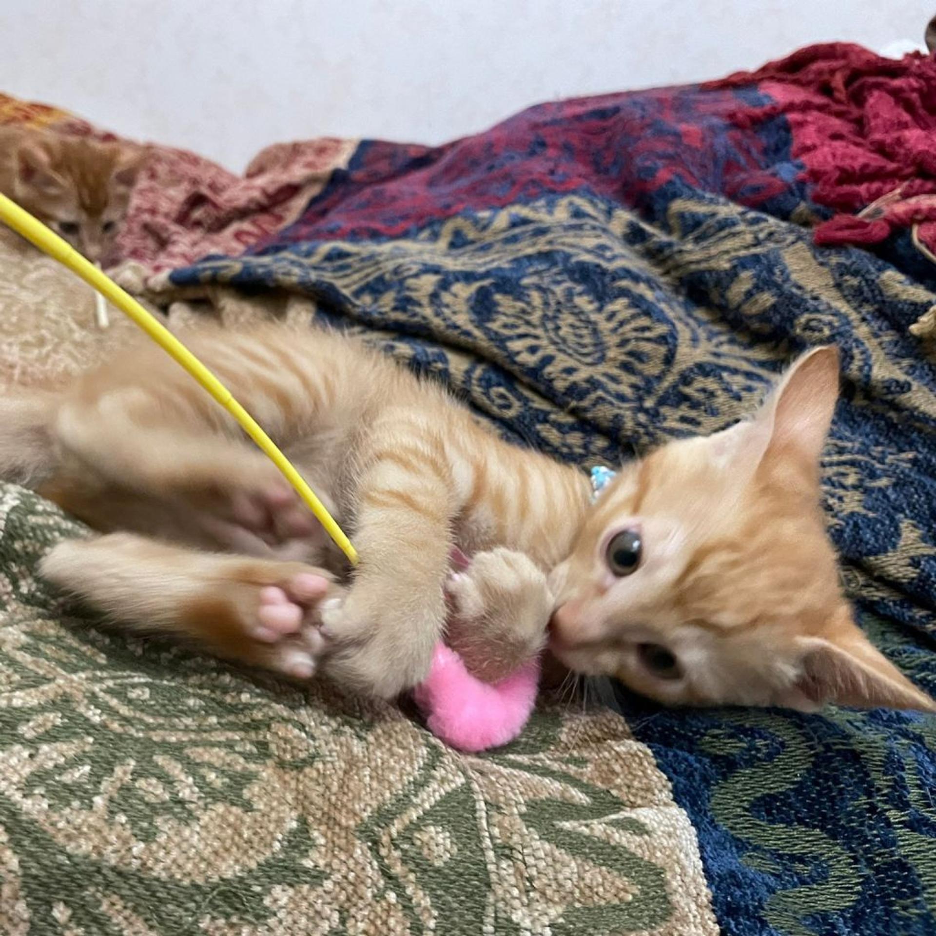 pet-image-5