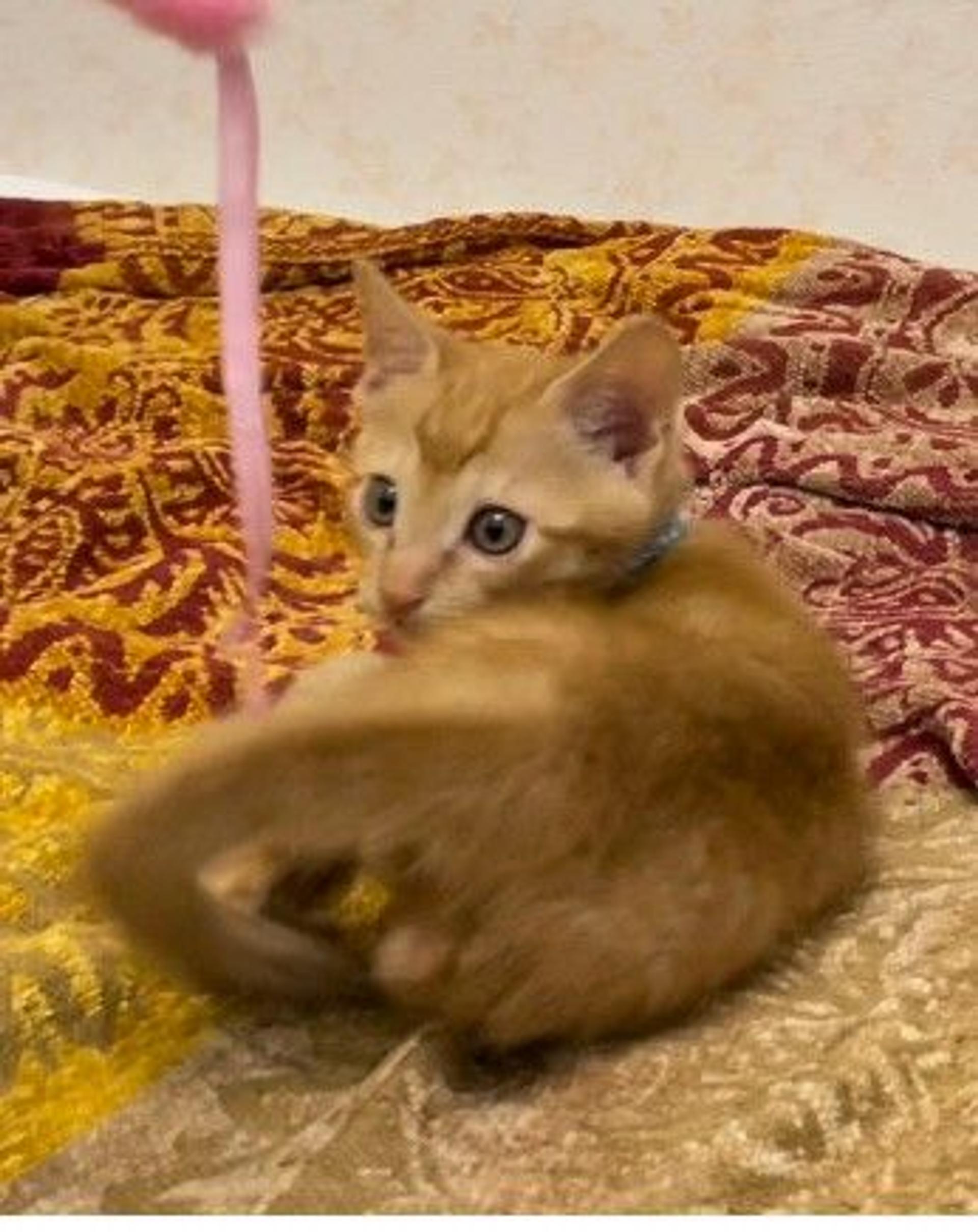 pet-image-6