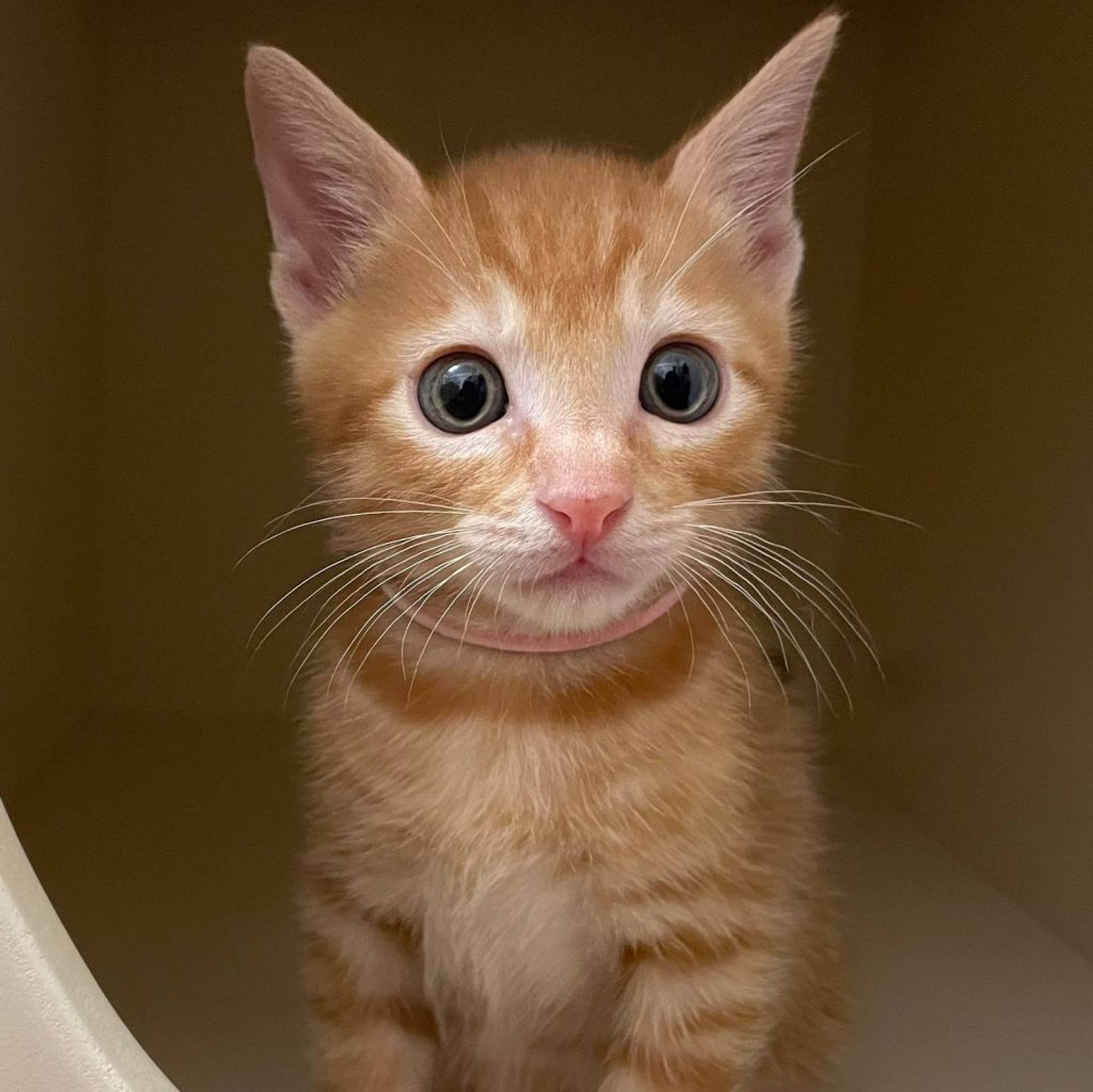 雑種（ミックス猫）・オスの里親募集の写真
